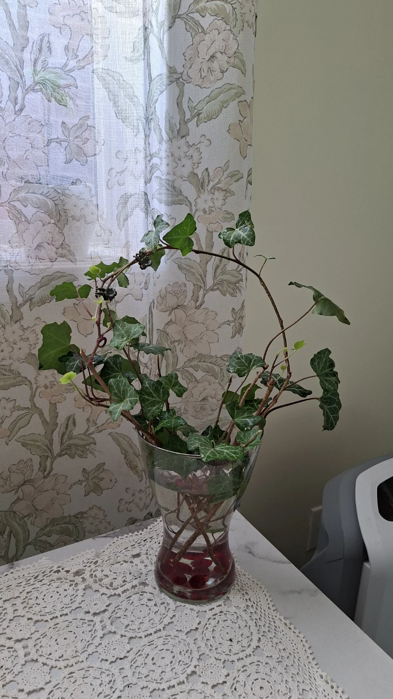 English Ivy in Large Glass Vase