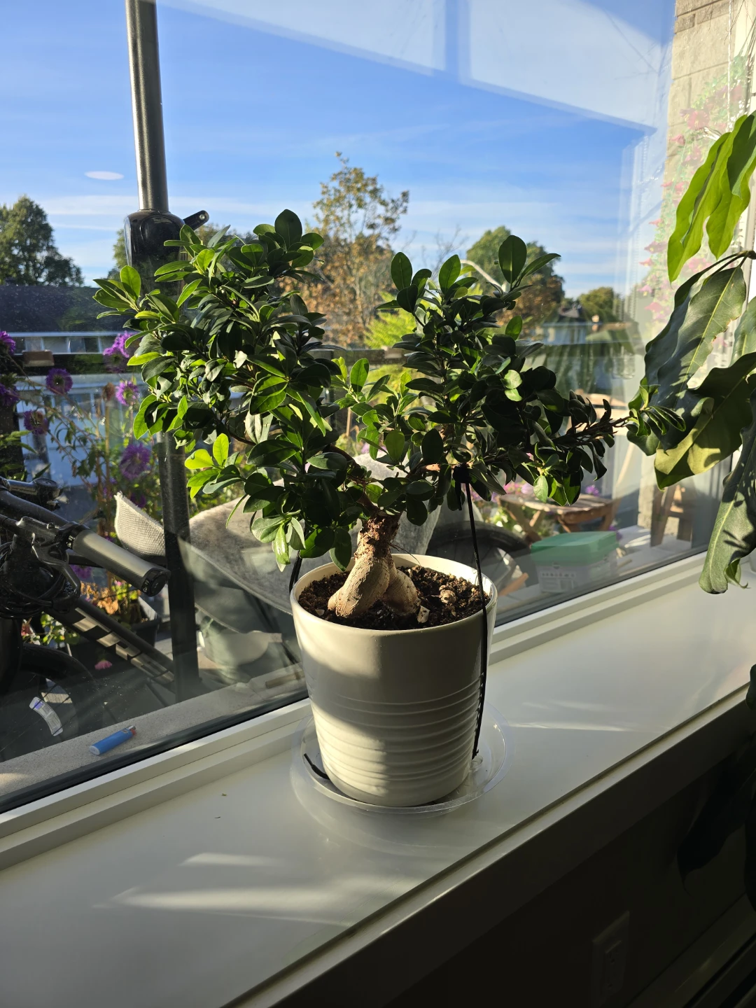 Ficus Ginseng Bonsai Tree - photo 2