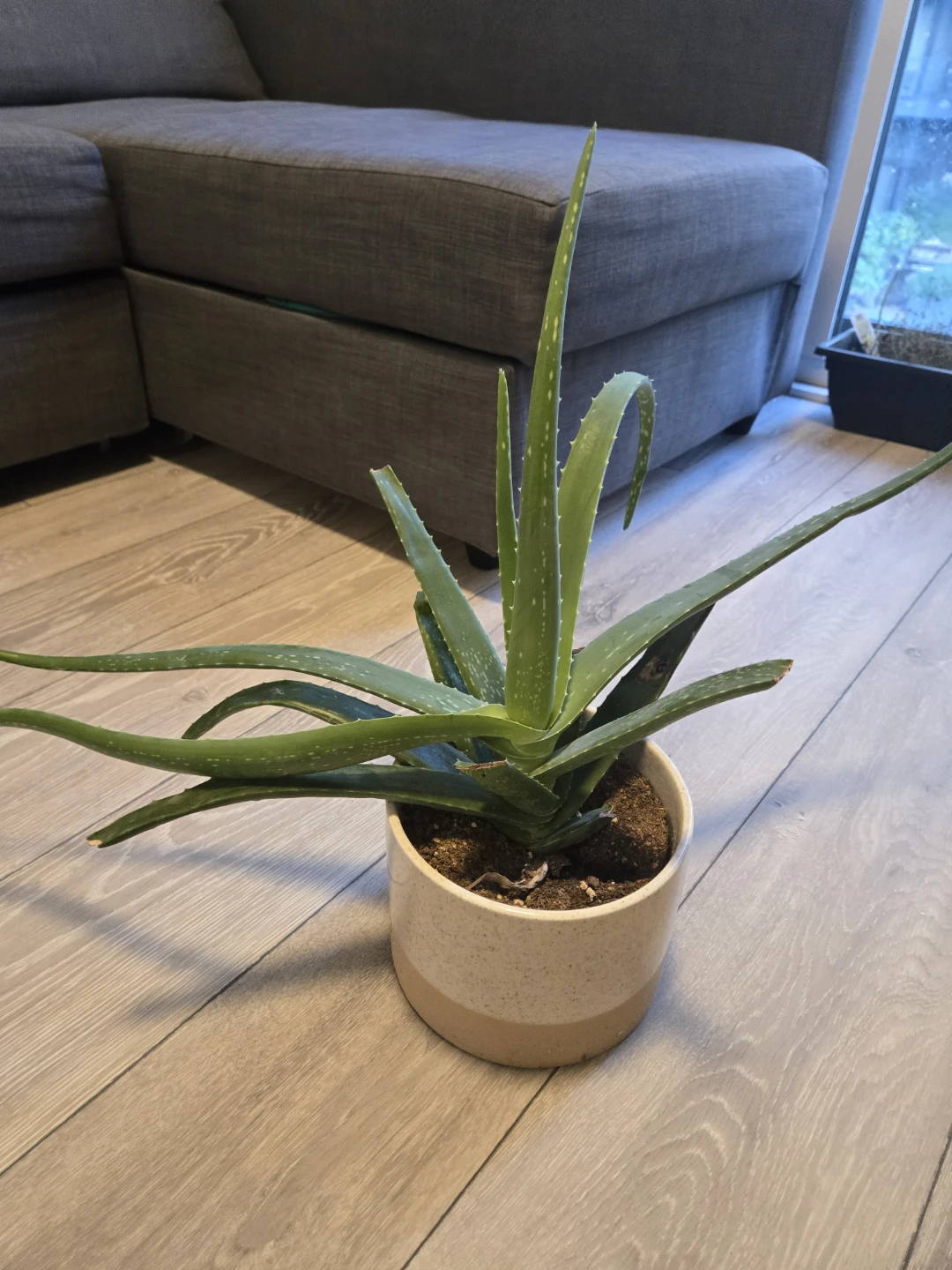 Two Potted Houseplants - photo 3