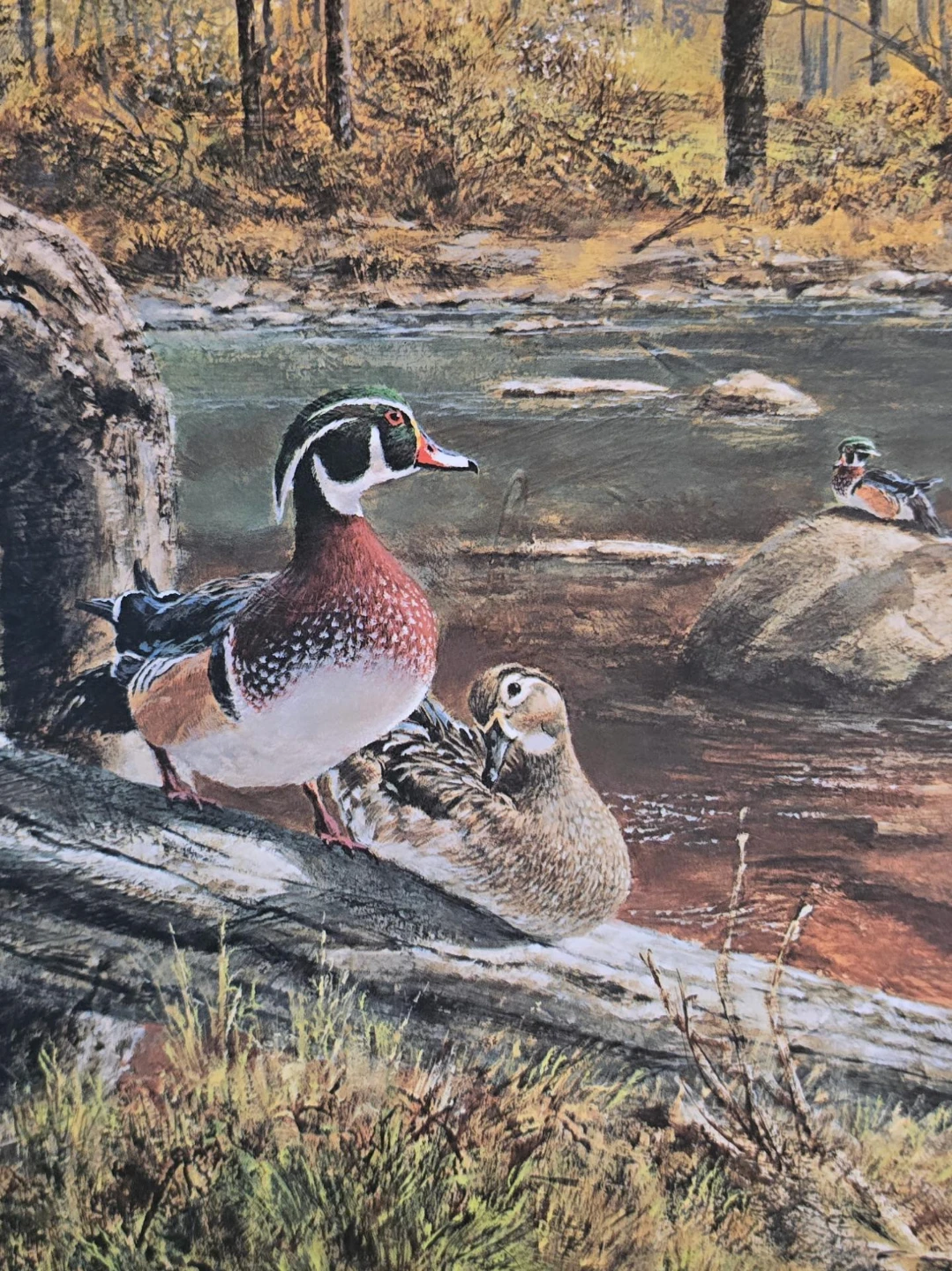 Vintage Wood Duck Art Print - photo 2