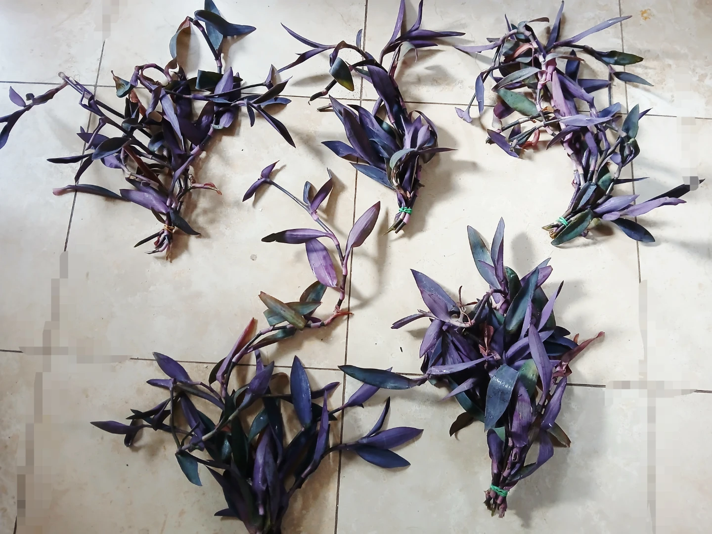 FREE Purple Heart Plant Cuttings - photo 2