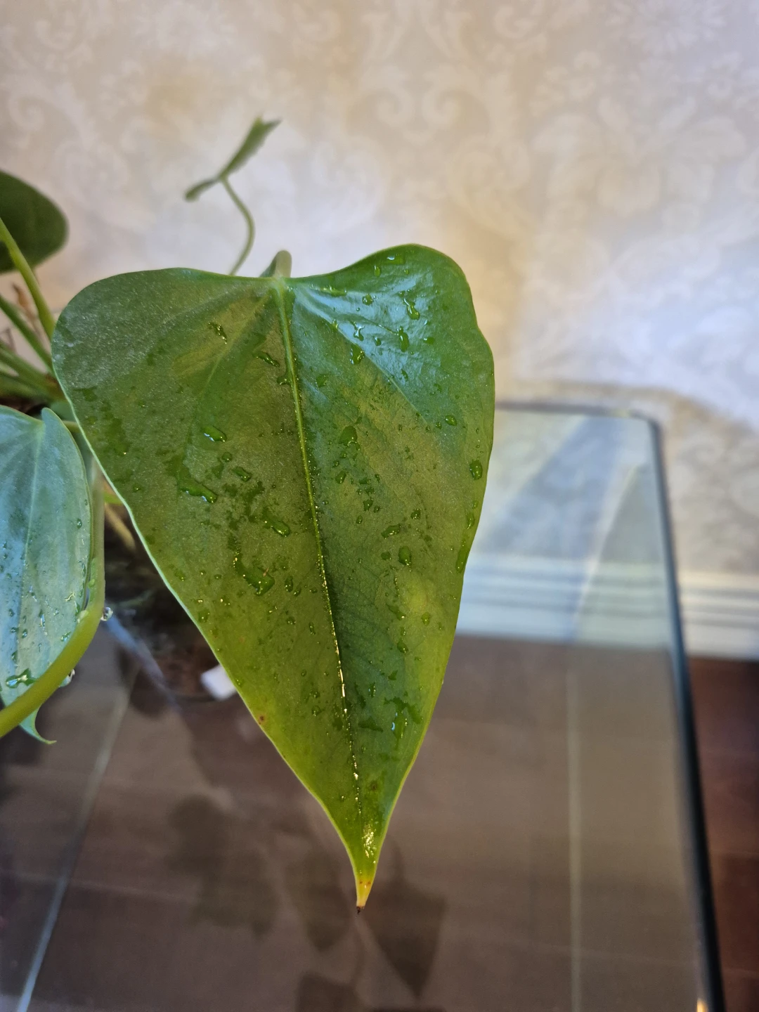Anthurium plant in glass vase - photo 3