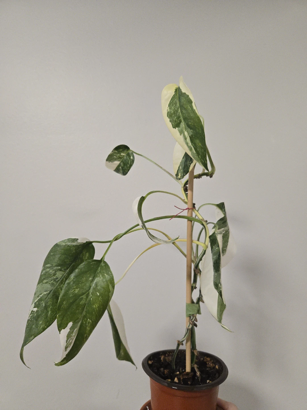 Epipremnum pinnatum albo in 3.5"pot