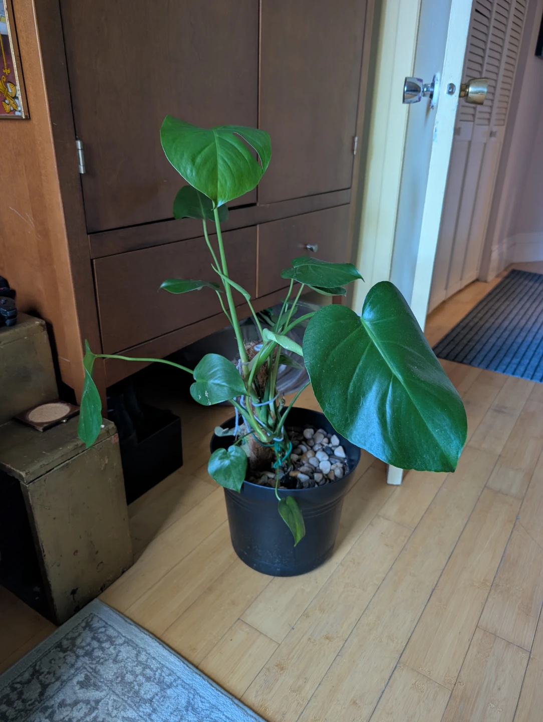 Monstera Deliciosa Plant - photo 2