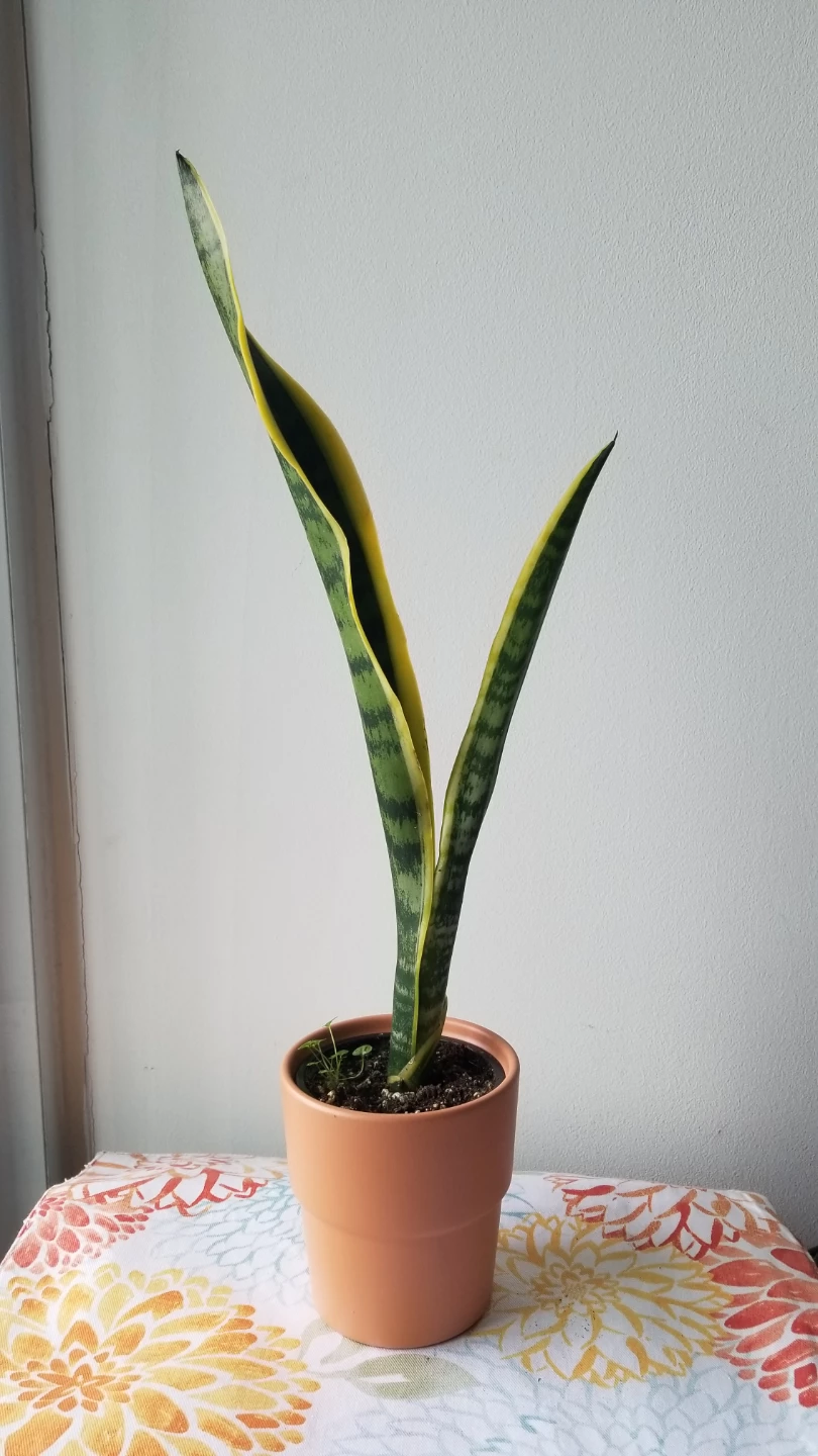 SnakePlant+Terracotta type Pot.-FIRM PRICE/READ DESCRIPTION - photo 4