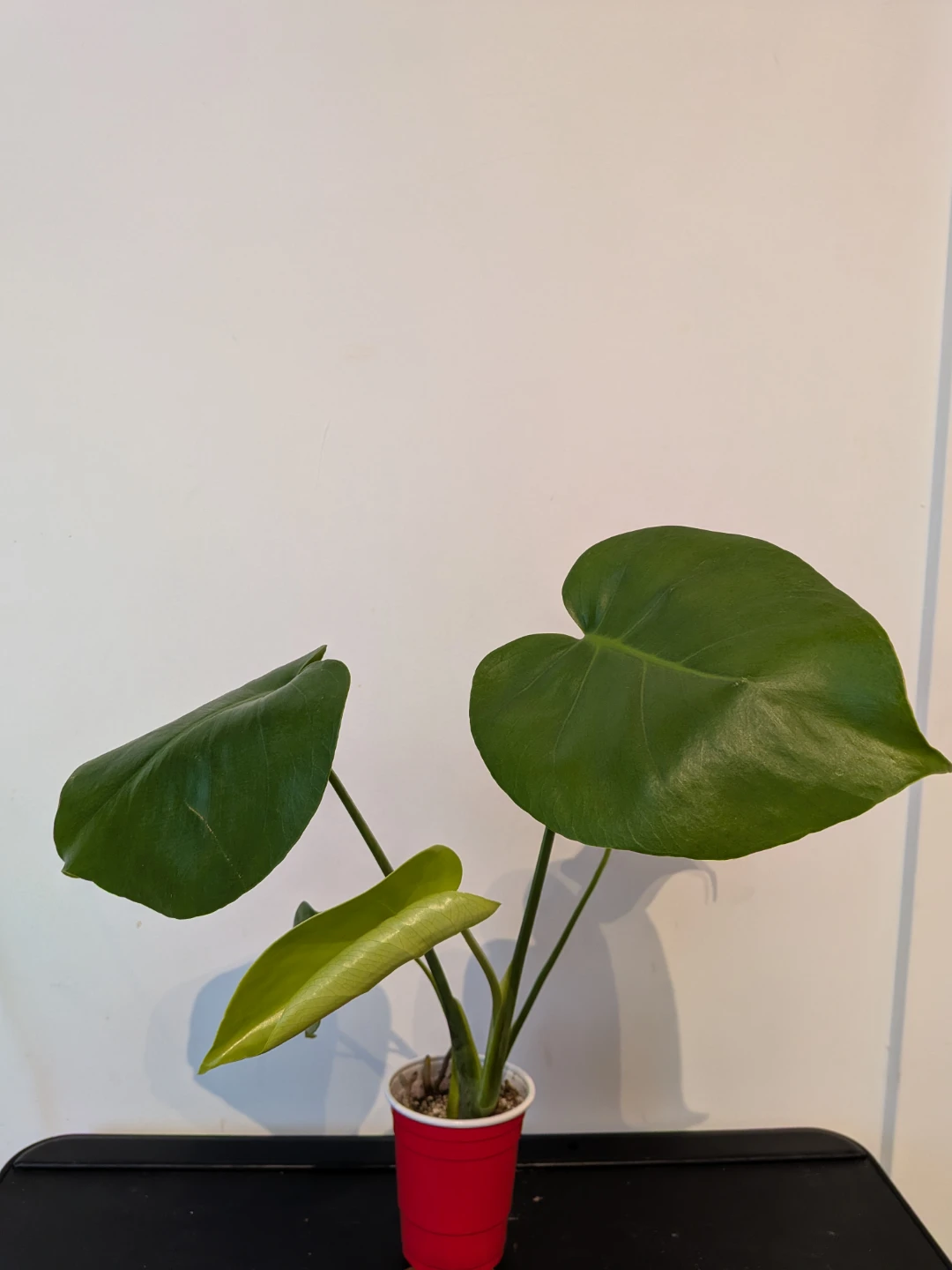 Monstera Deliciosa Plants - photo 3