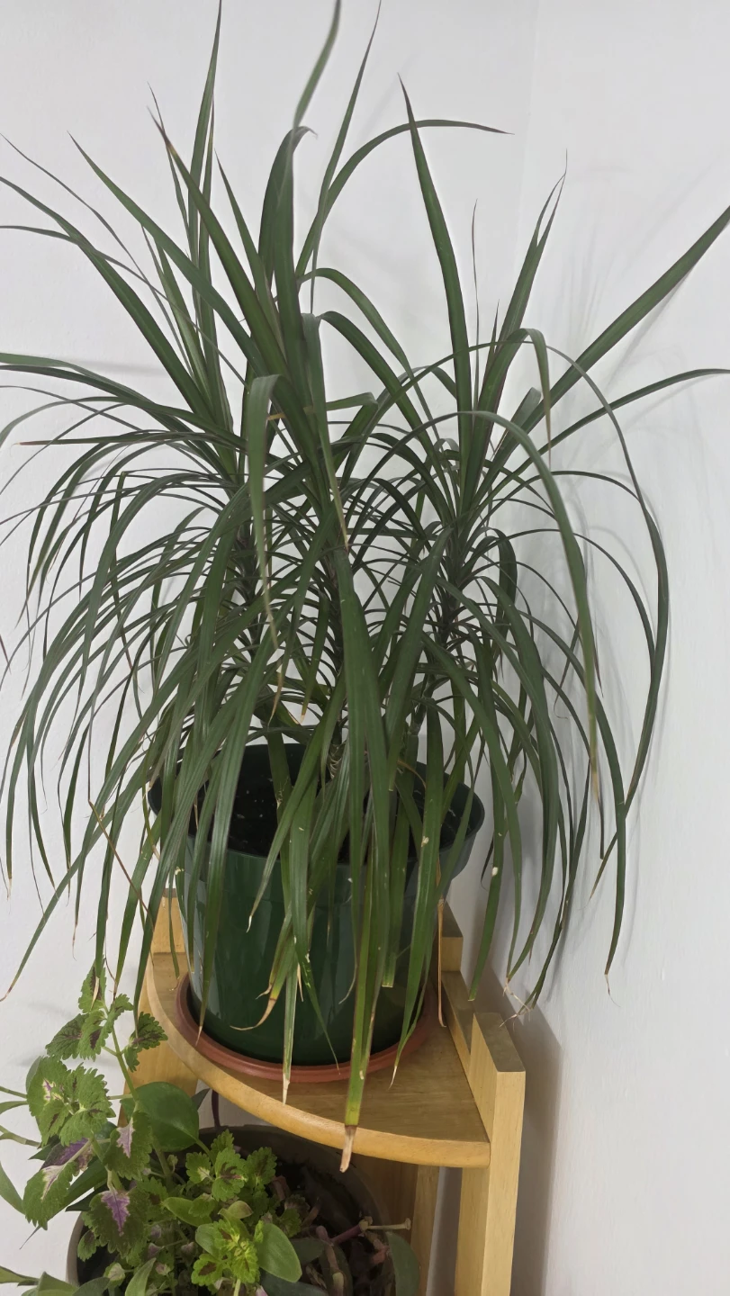 Dracaena Marginata Houseplant
