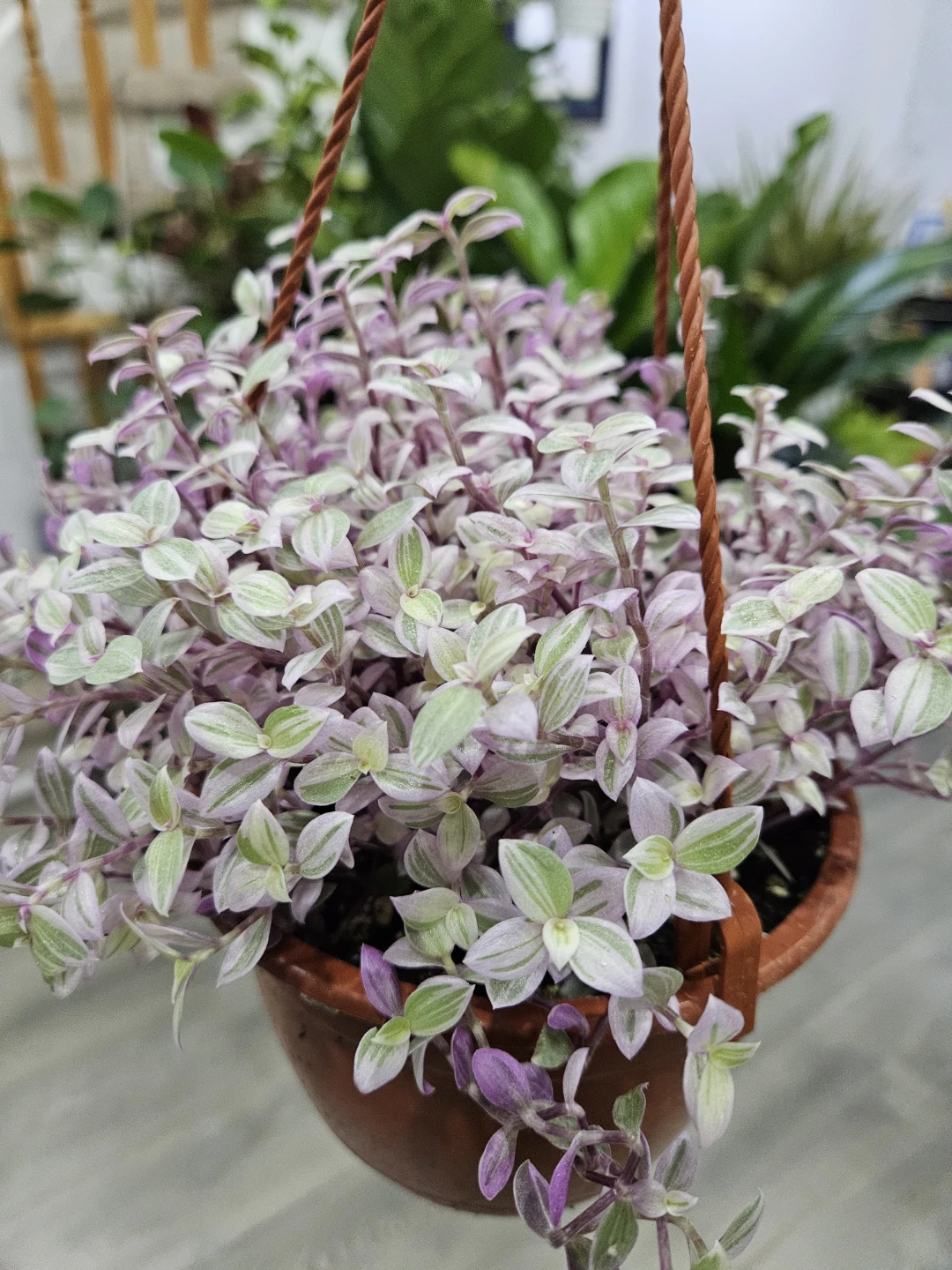 Callisia Repens Pink Panther Hanging Plant - photo 2