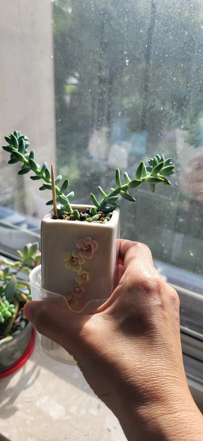 Burro's Tails in ceramic pot - photo 3
