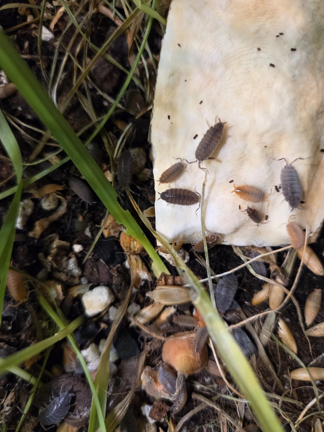 Porcellionides Pruinosus (powdered orange and blue mix) isopods