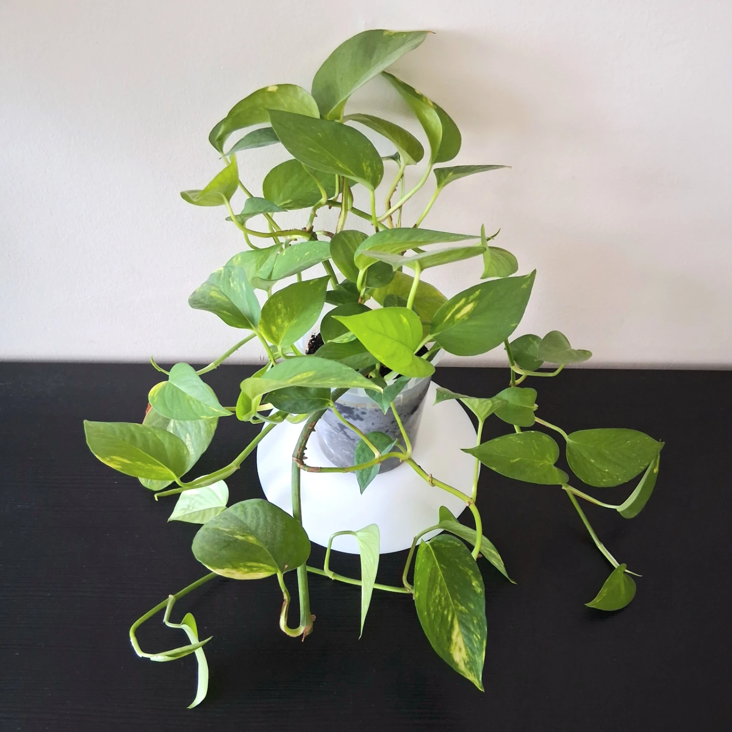 🌱 Golden Pothos 🌻