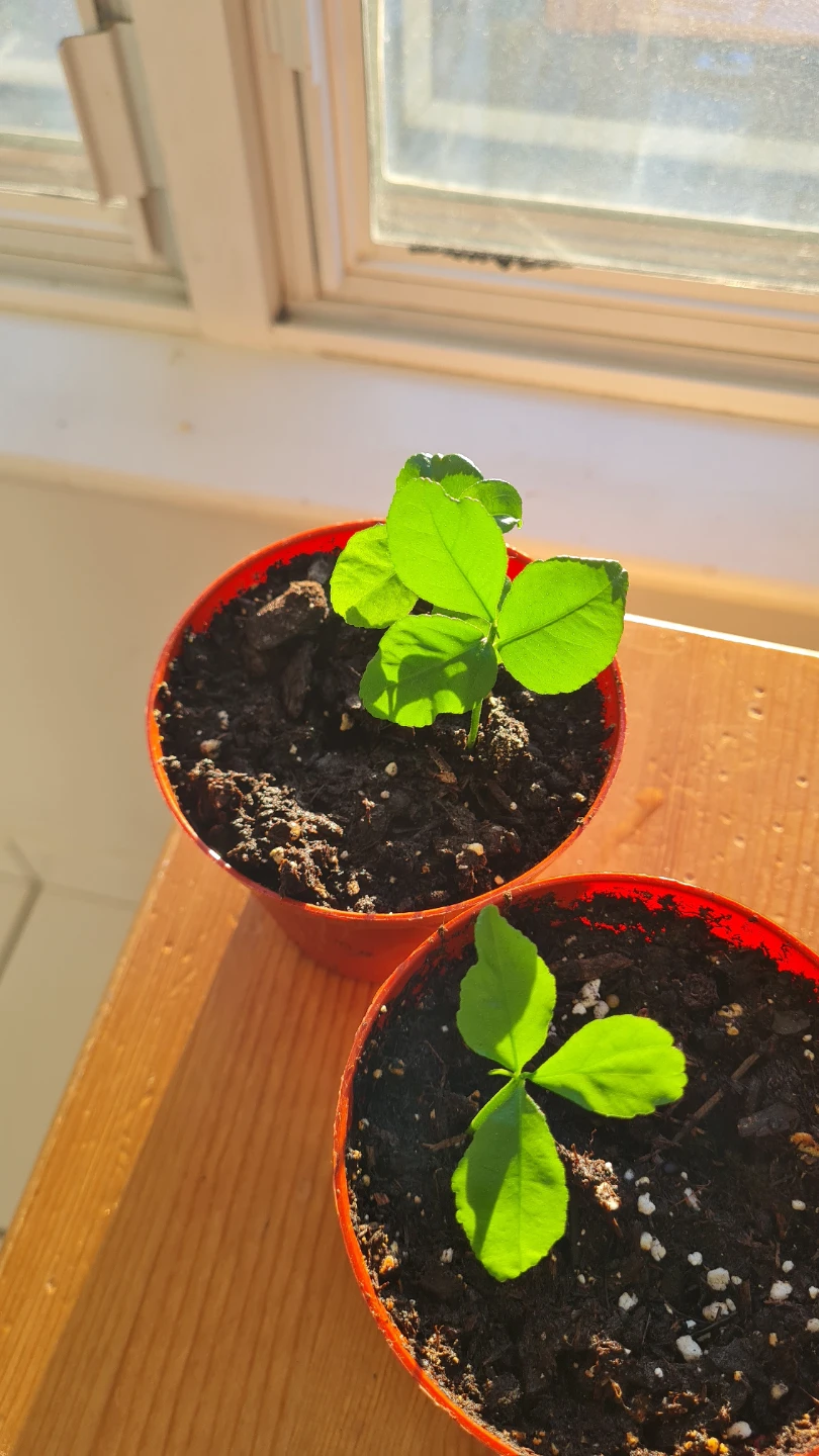 🍋 Young Lemon Tree Sapling! Potted & Ready to Grow!