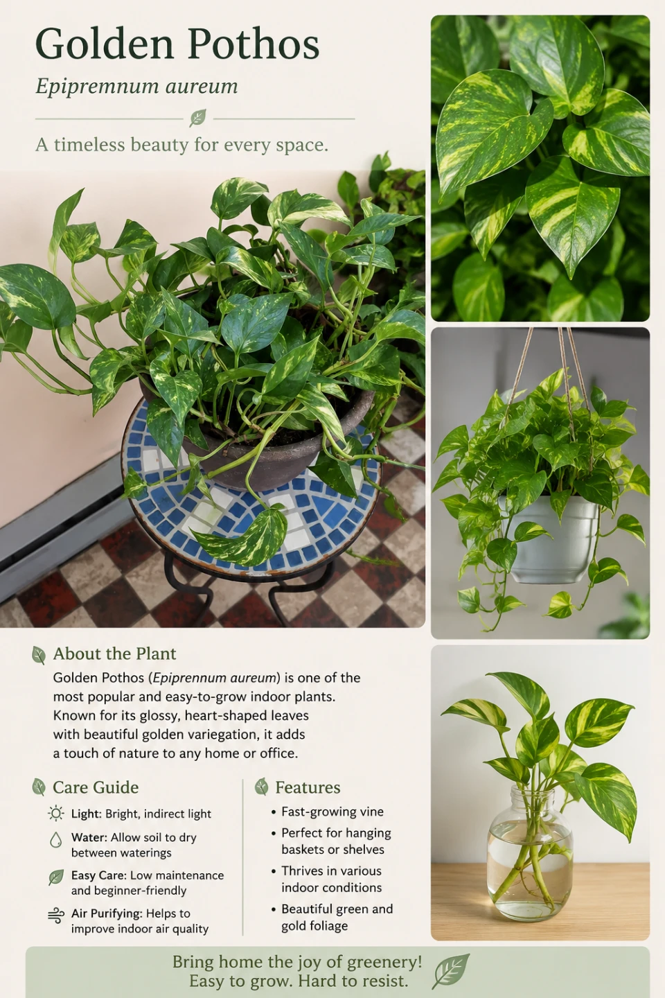 Golden Pothos Indoor Plant