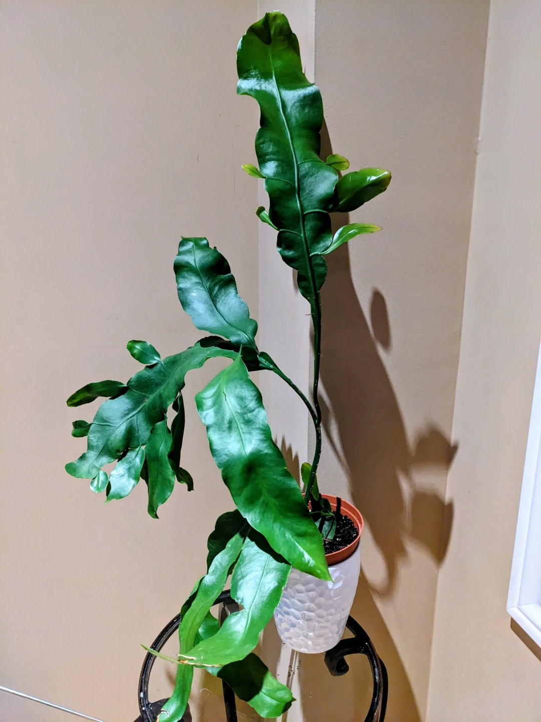 INDOOR/ TROPICAL PLANT ORCHID CACTUS 26" - photo 2
