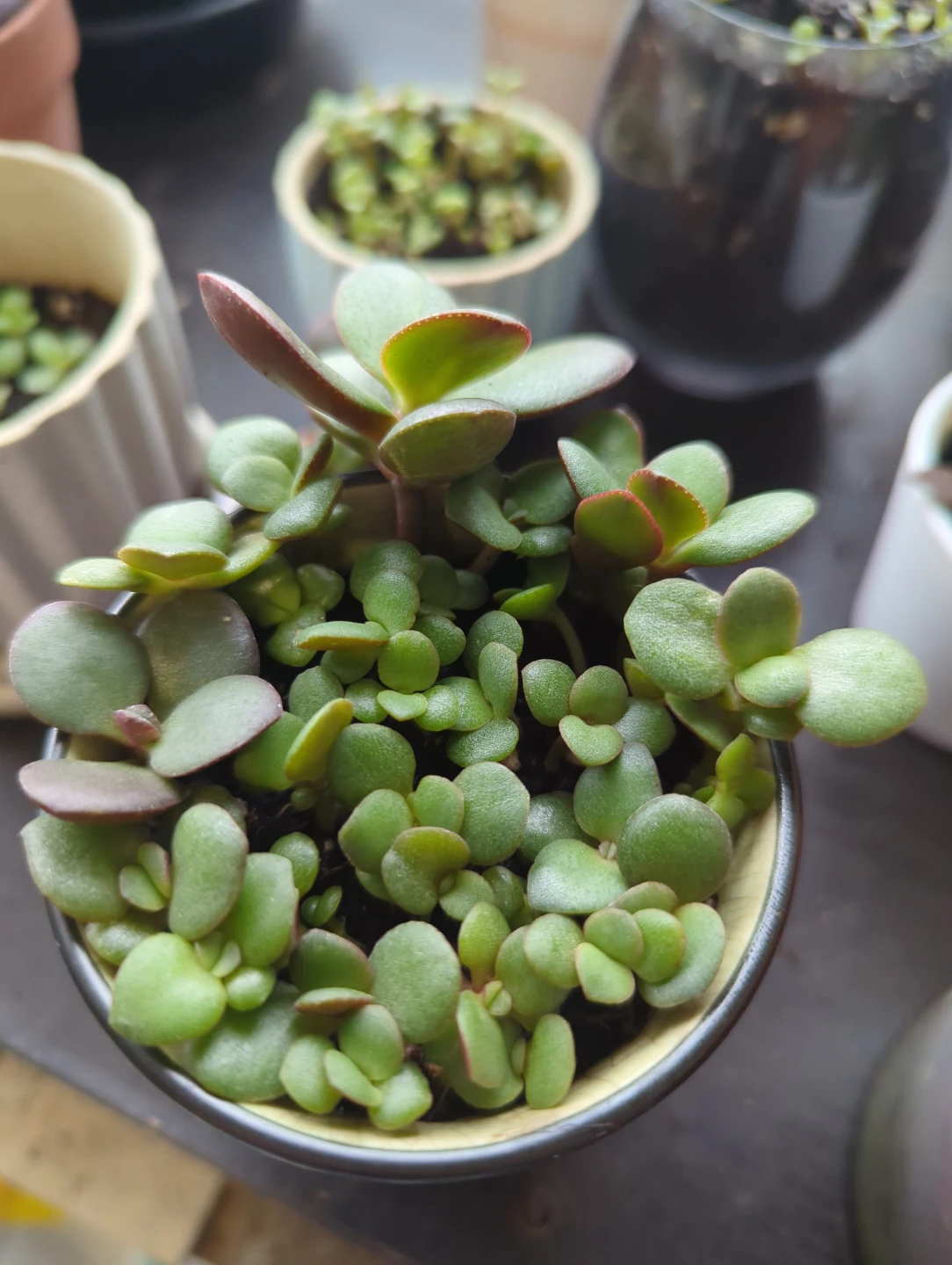 Lucky Baby Jade arrangements in Black Ceramic Pot - photo 2