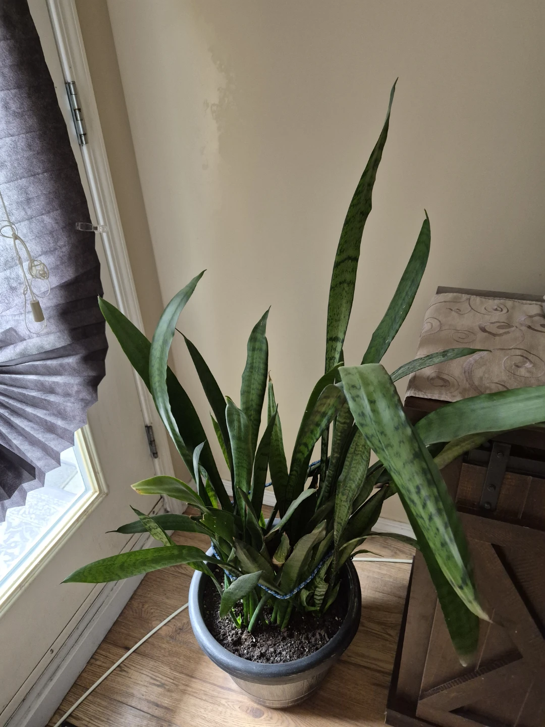 Large Snake Plant in Pot