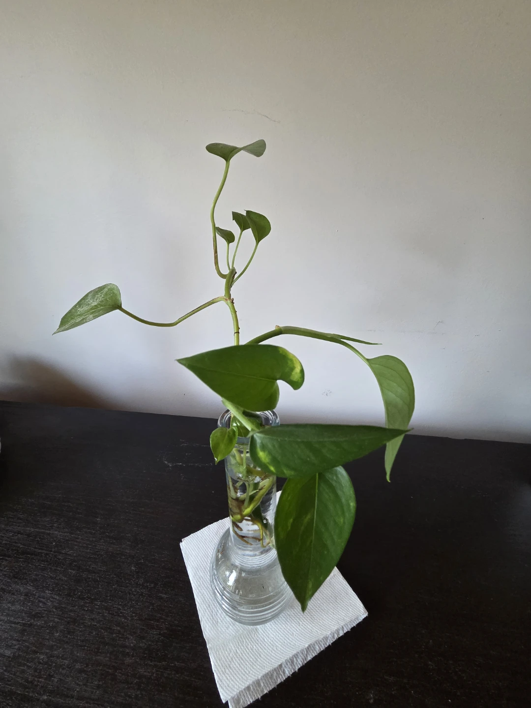 Golden Pothos cutting in glass vase - photo 4