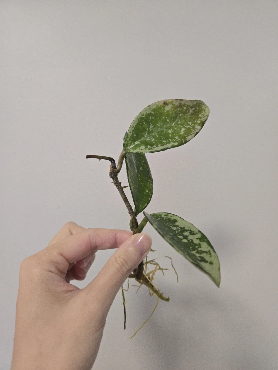 Hoya AH074 rooted cutting with peduncle A - photo 2