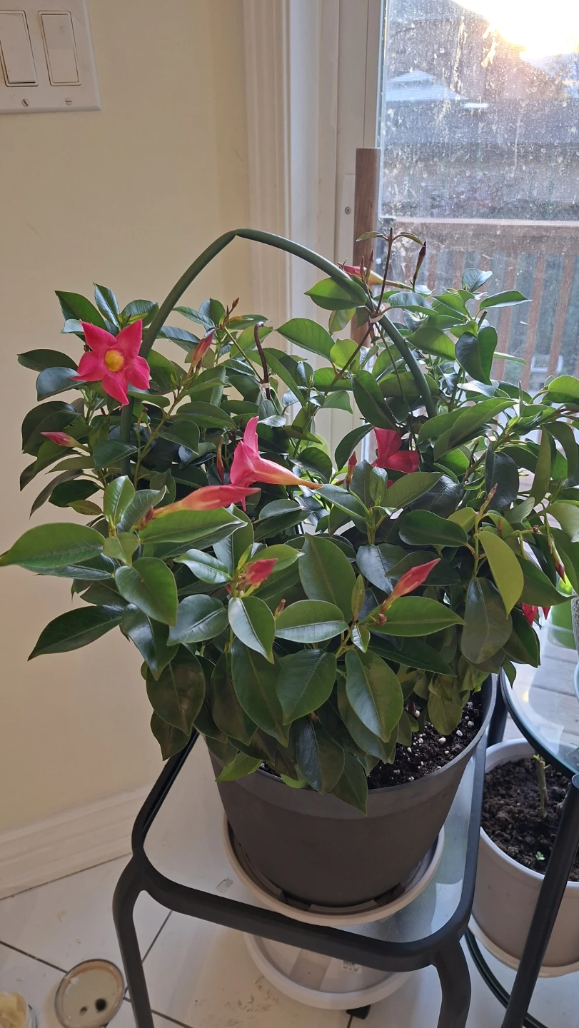 Mandevilla plant with large pot