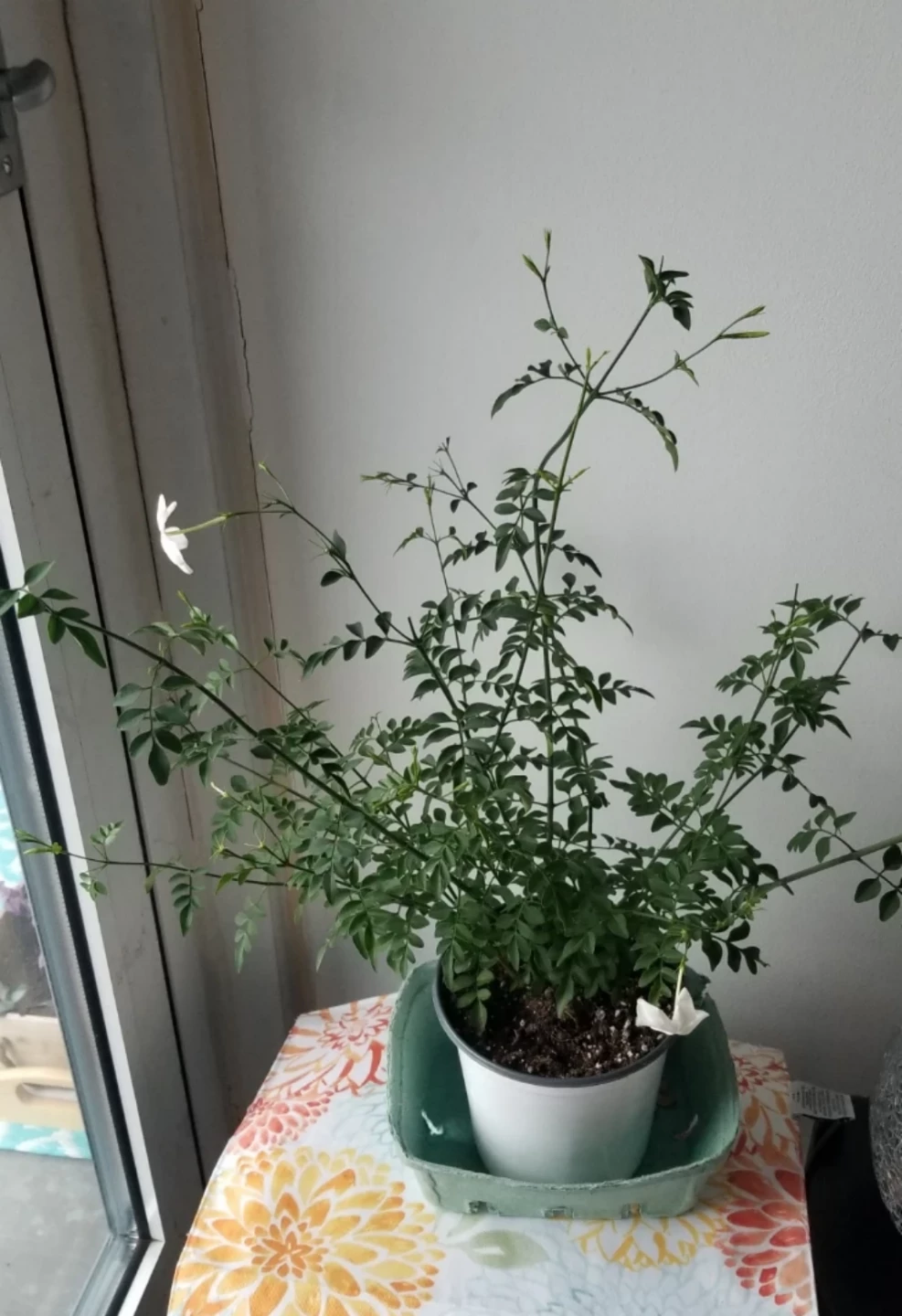 Jasmine Plant ( Read Description ) - photo 2