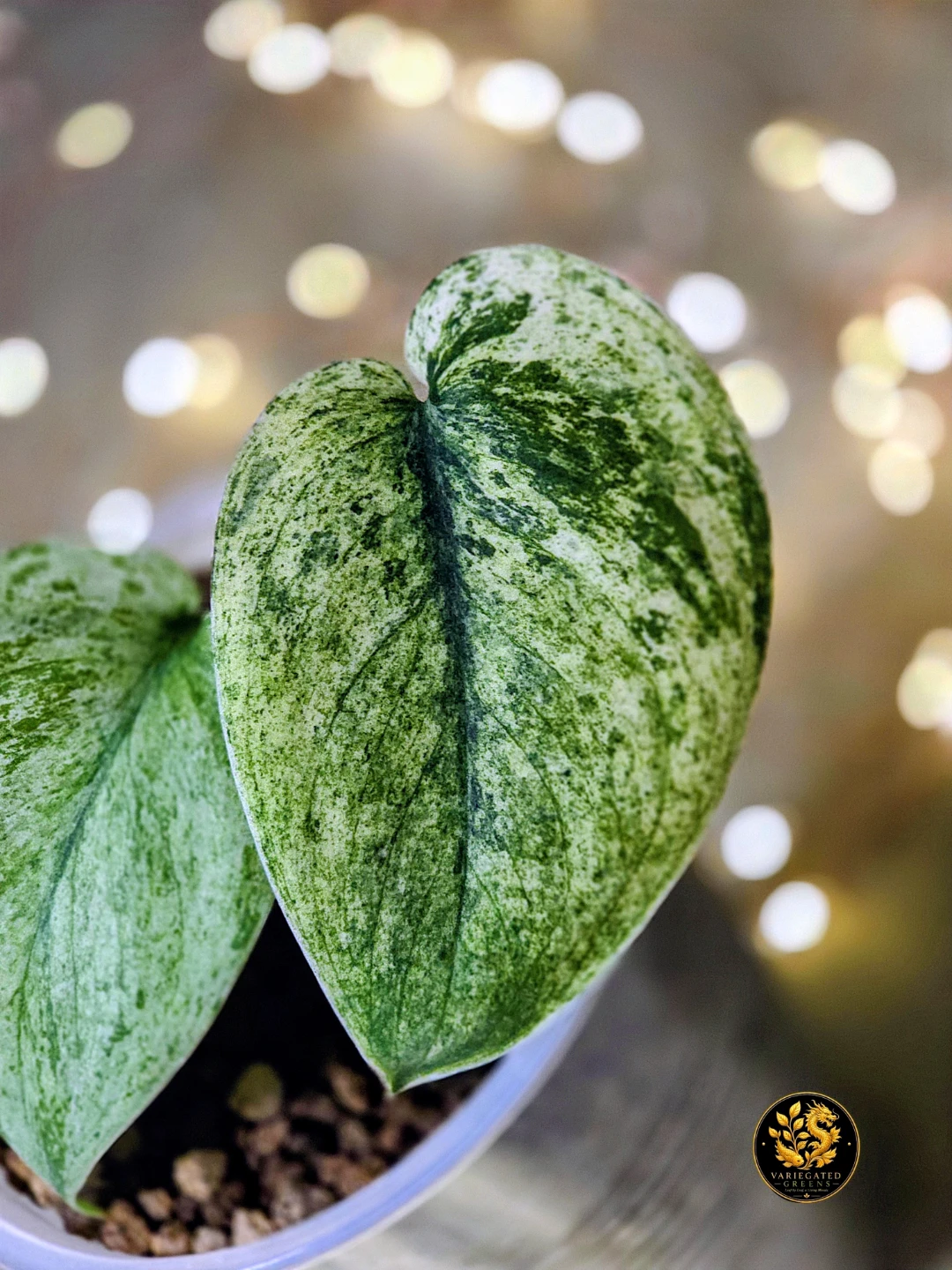 Scindapsus pictus Halimoon "Illuminated Manuscript"