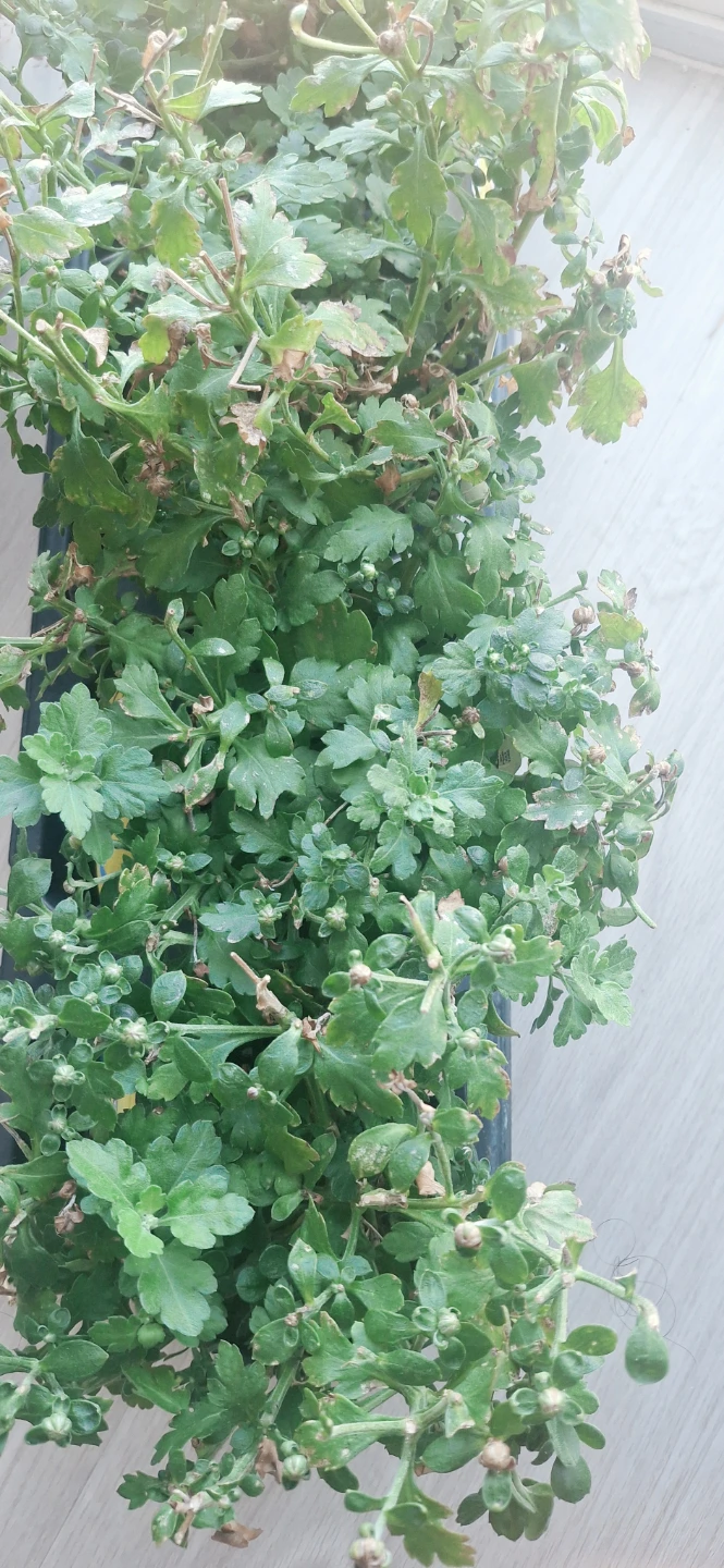 1.5PT Mum Plants.. 2 plants for $5 - photo 4
