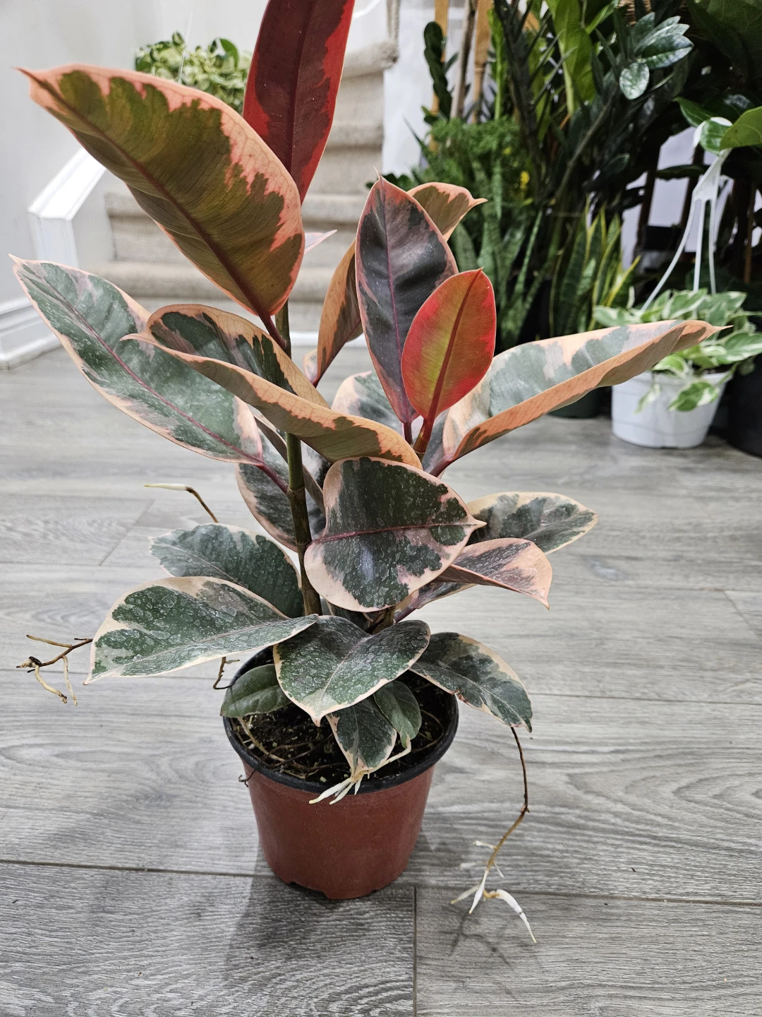 Variegated Rubber Plant Ficus Ruby