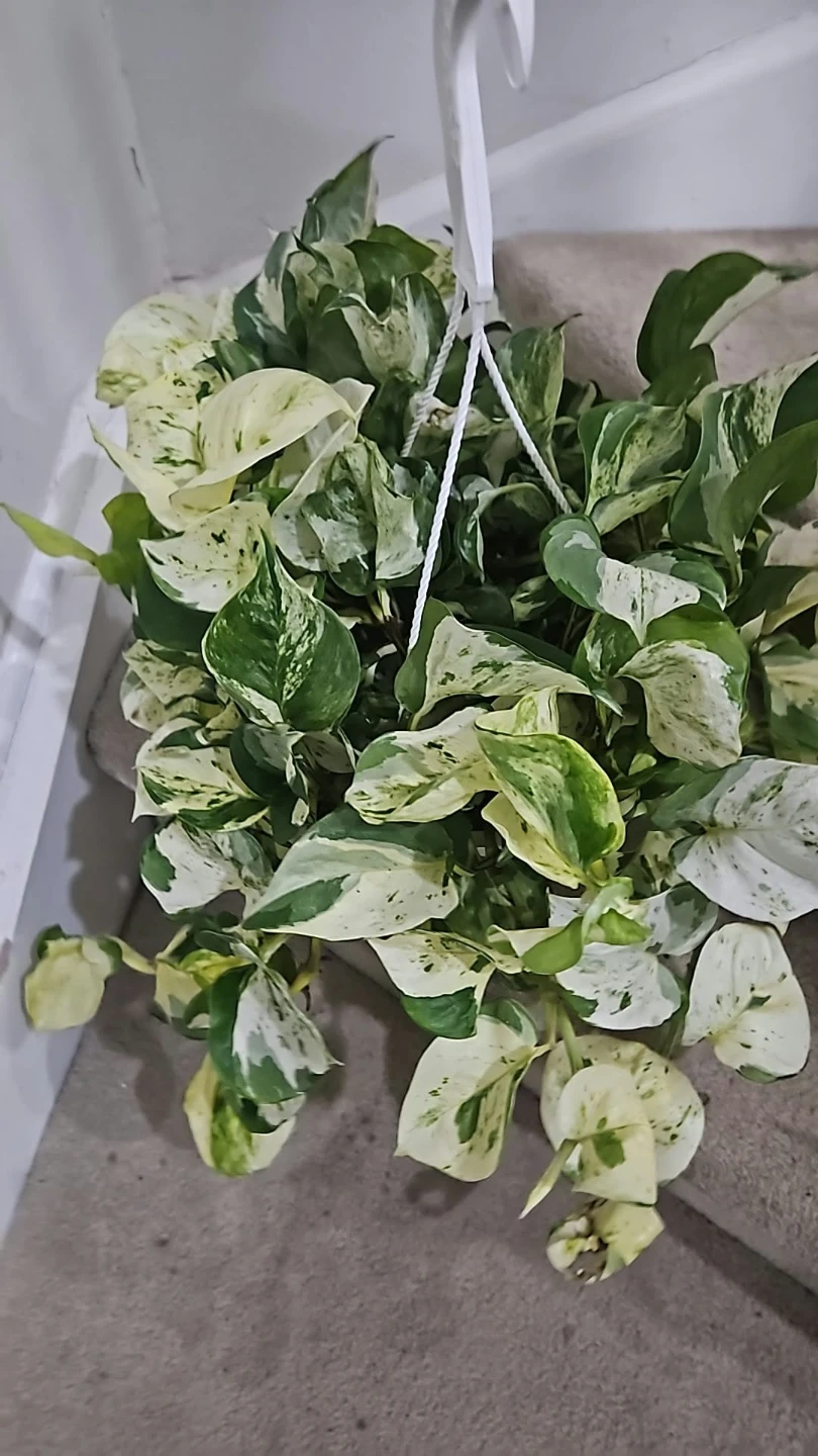 Manjula Pothos Hanging Plant