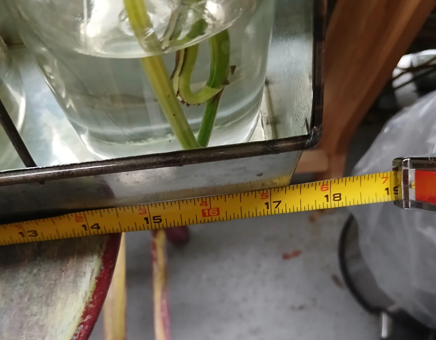Pothos plant cuttings in propagation station - photo 5