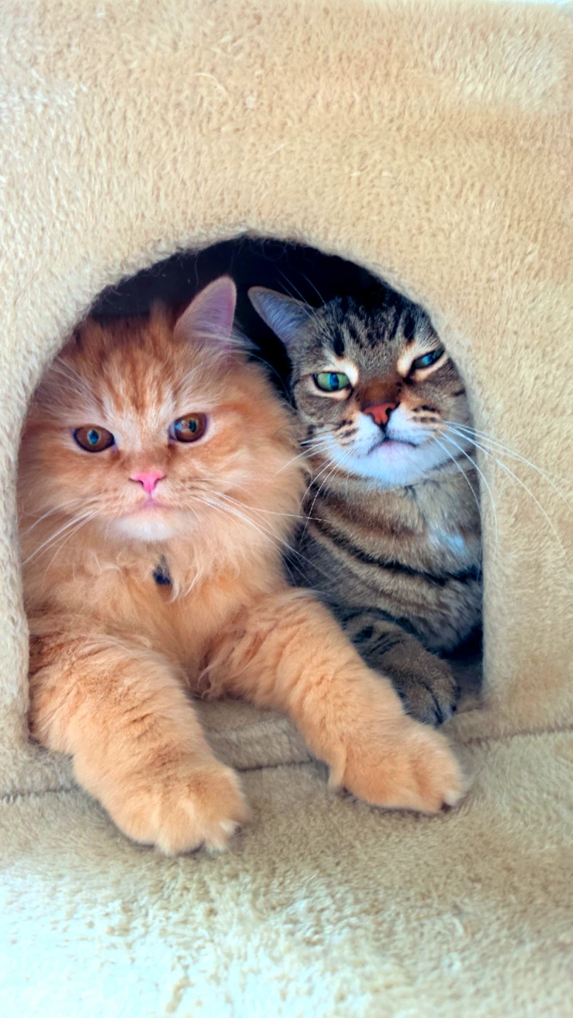 Beige Multi-Level Cat Tree - photo 5
