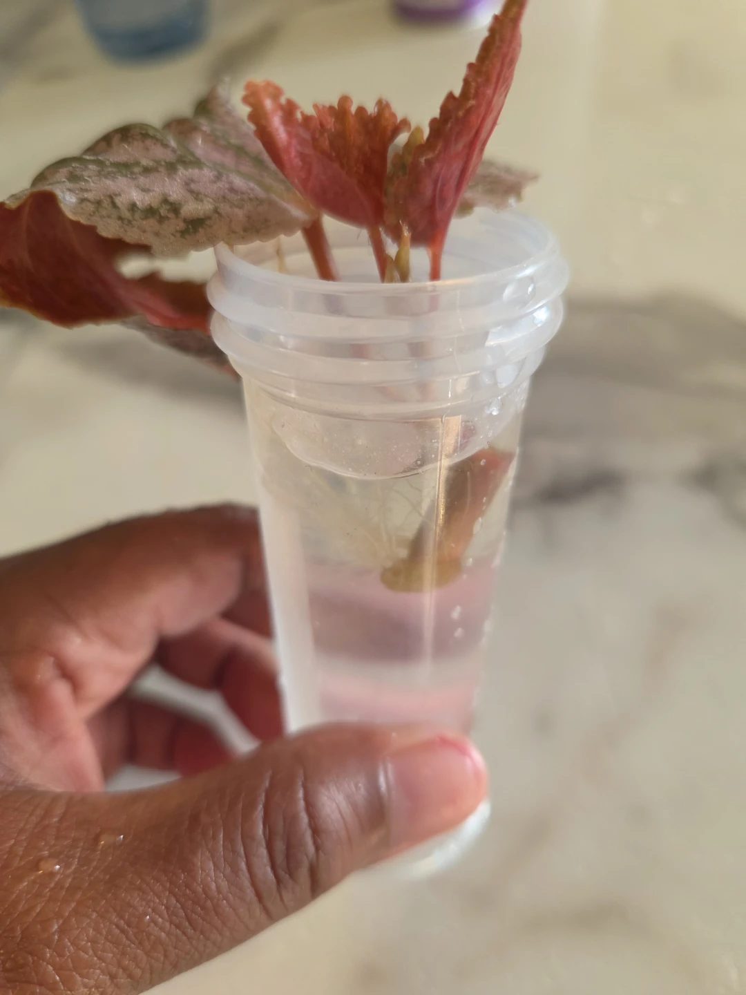 Begonia cutting, ROOTED ✨️🪴 - photo 4