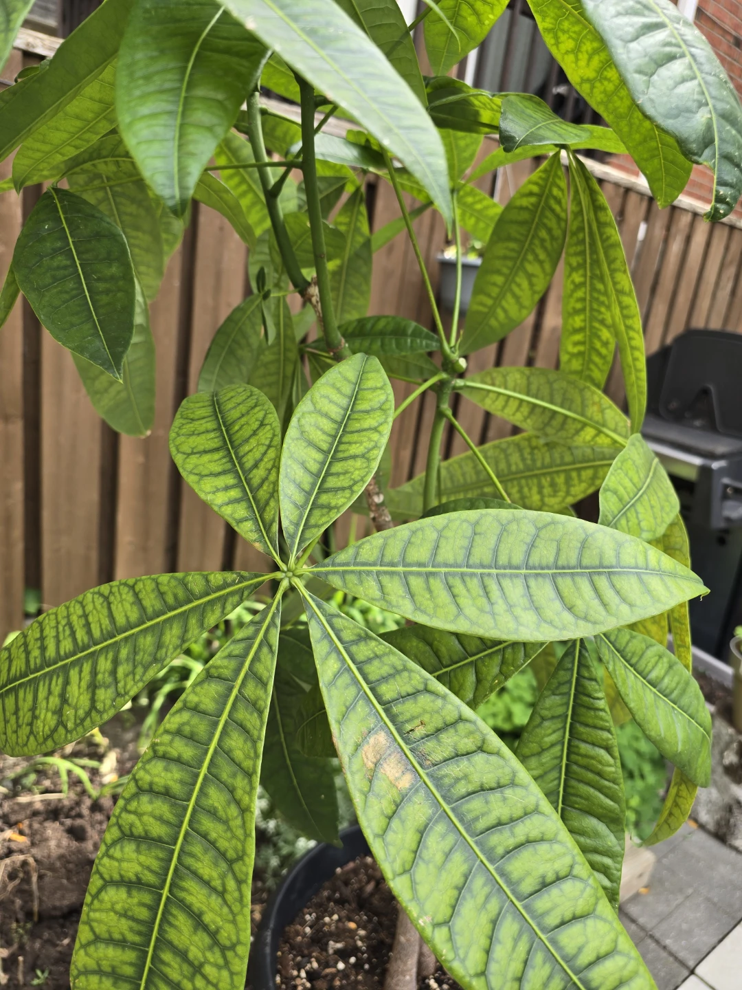 Money Tree plant