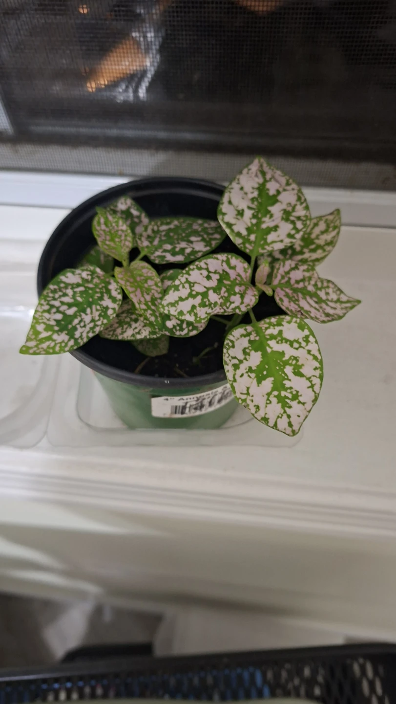 Polka Dot Plant in 4 inch Pot