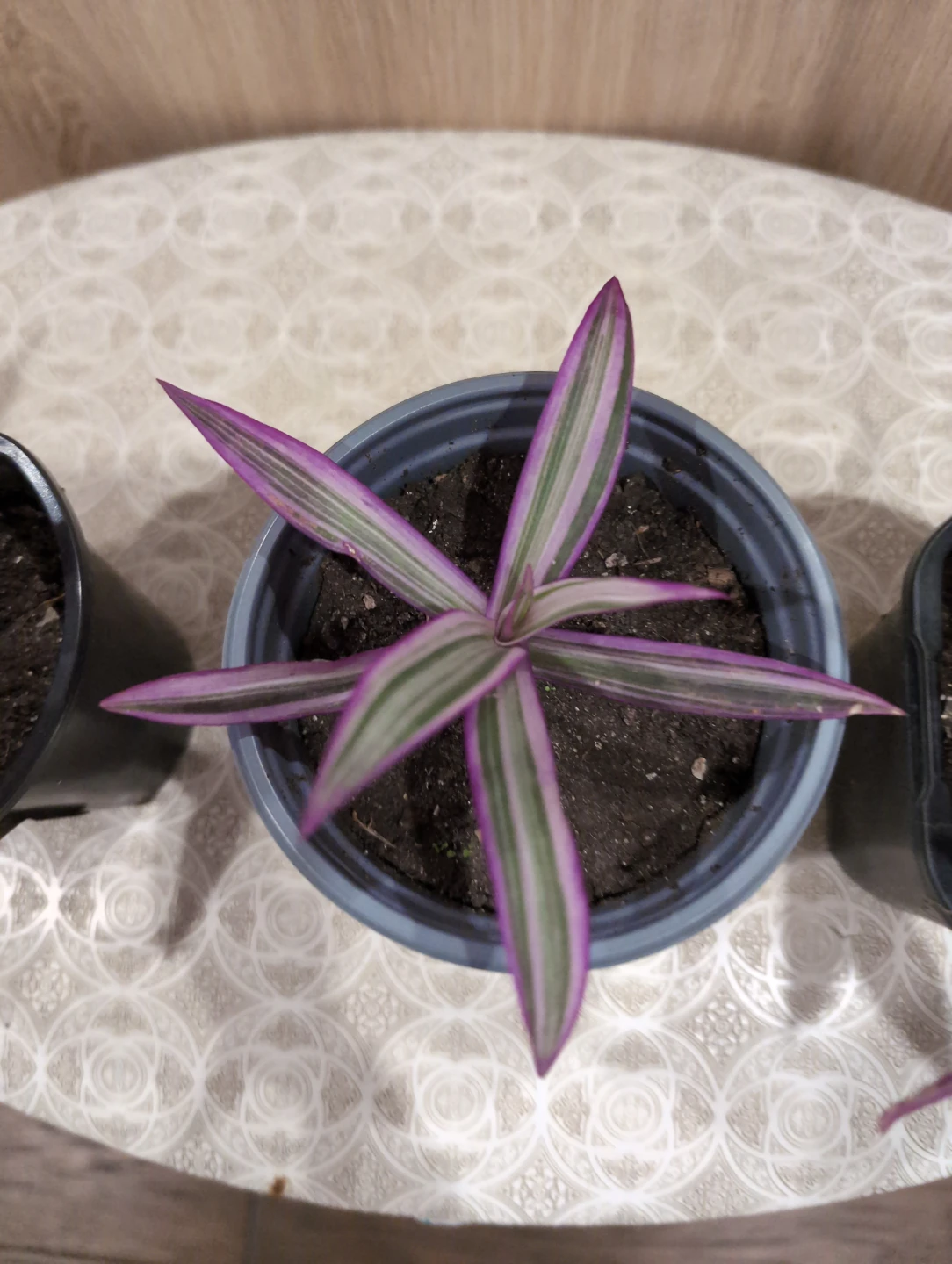 Tradescantia Spathacea Plants - photo 4