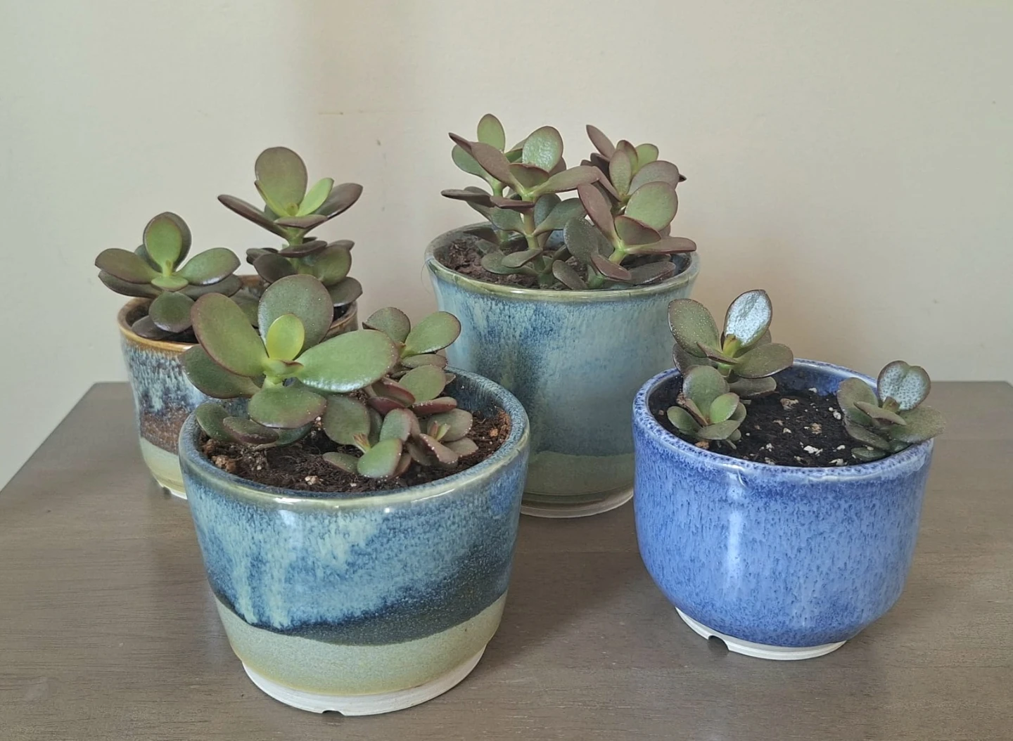 Jade Succulent Plants in Ceramic Pots $5 Each