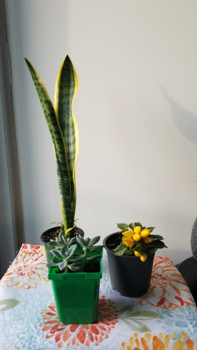 Set of Three Assorted Houseplants
