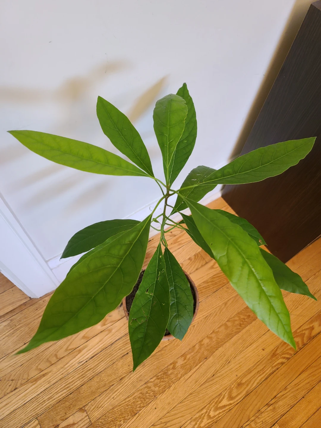 Healthy Home-Grown Avocado Tree Seedling in Terracotta Pot