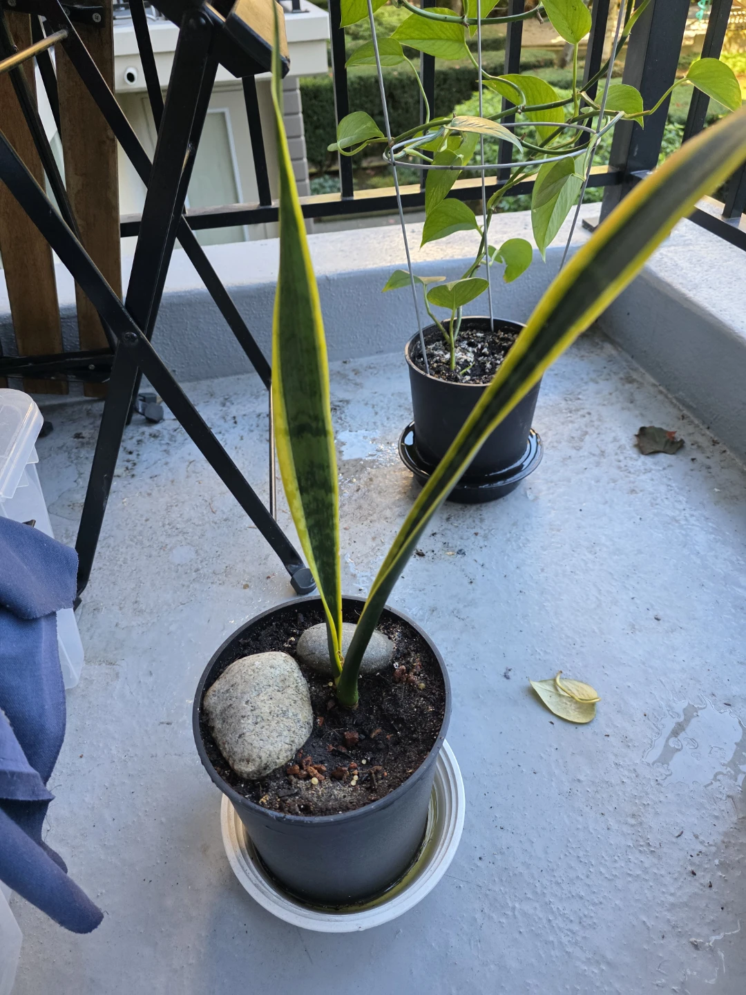 Snake Plant in Plastic Pot