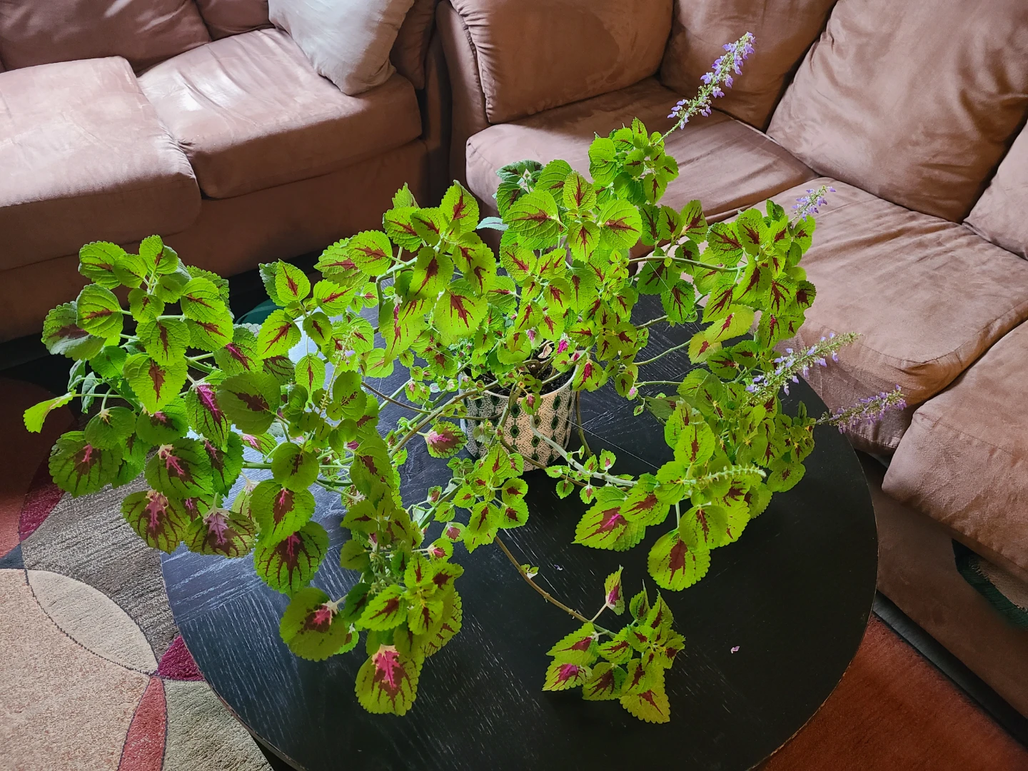 Healthy Coleus Plant in Decorative Pot
