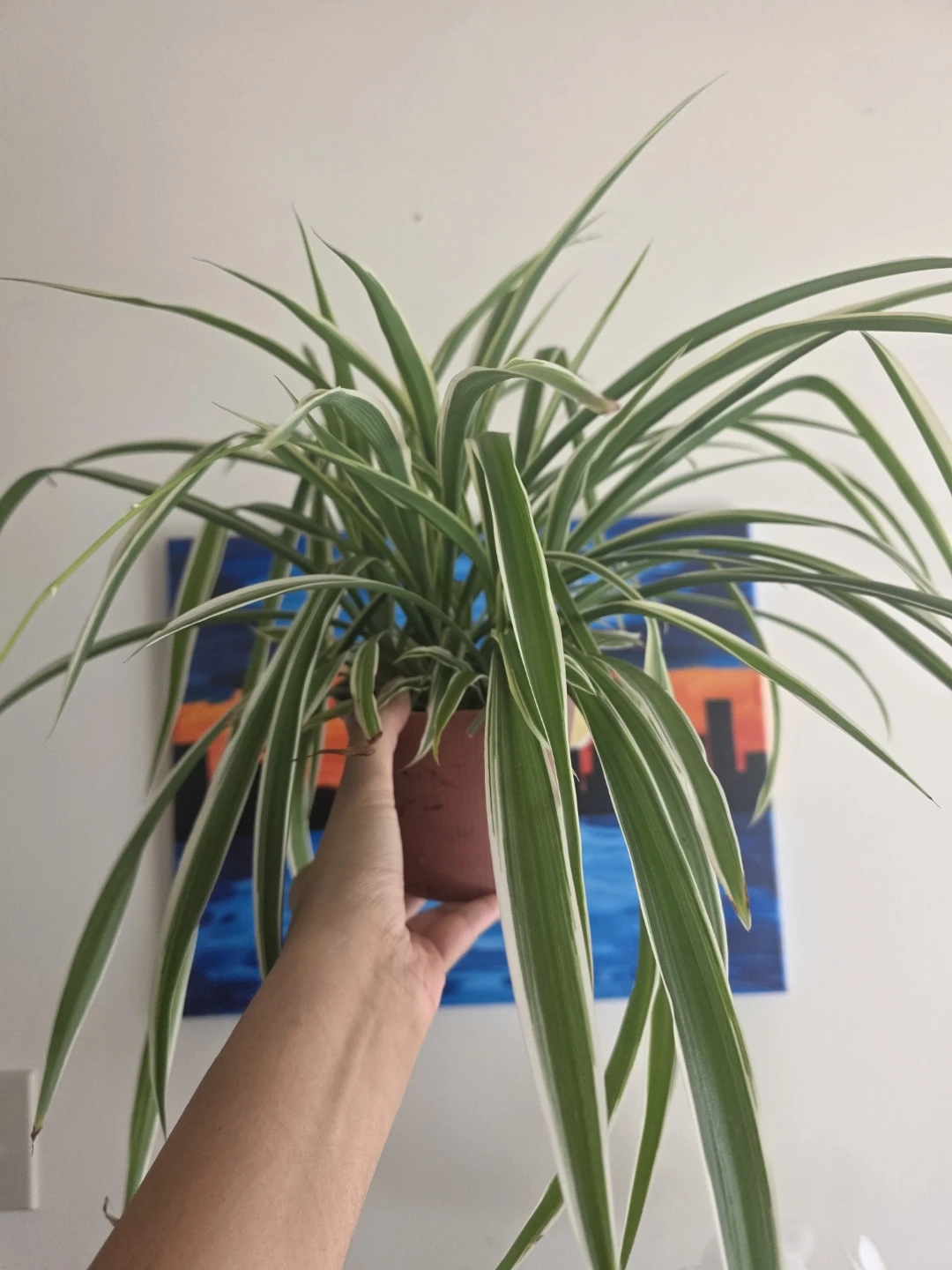 Large Spider Plant in nursery pot