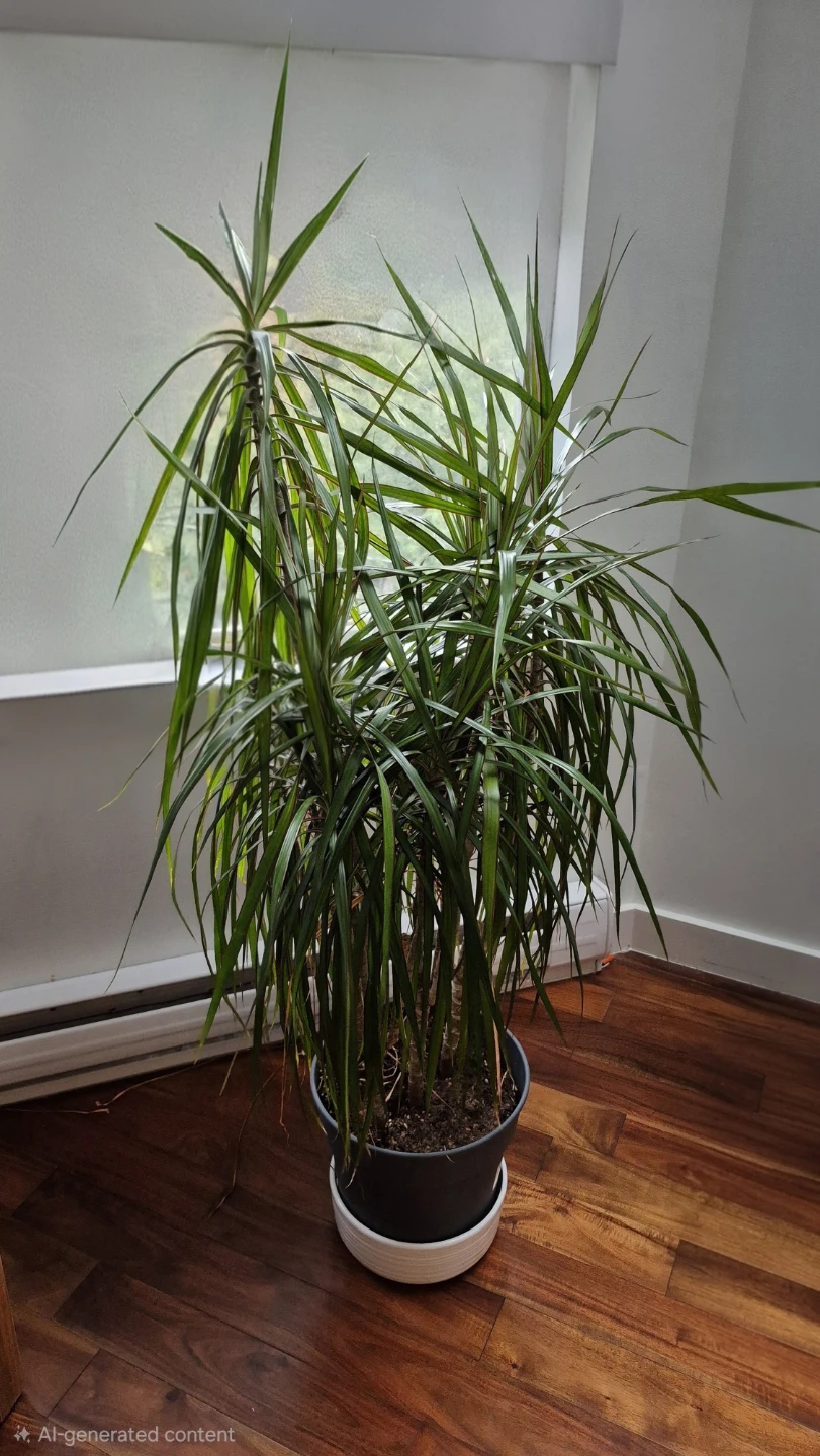 Full multi trunk 7.5-8 feet plants for sale. Moving must sell