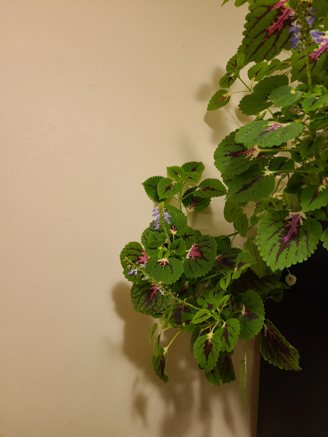 Large Potted Coleus Plant - photo 4