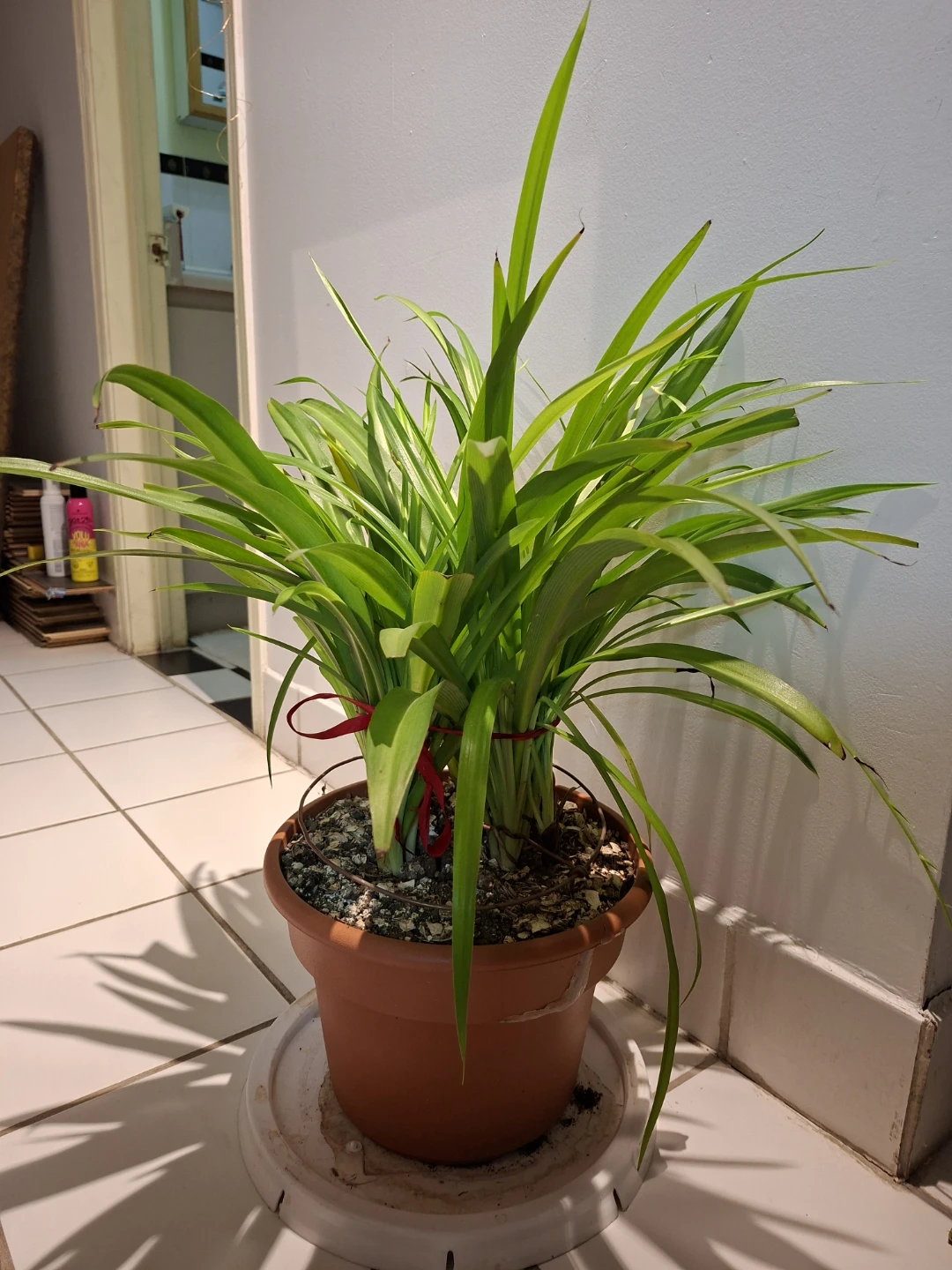 Large Spider Plant in Pot - photo 2