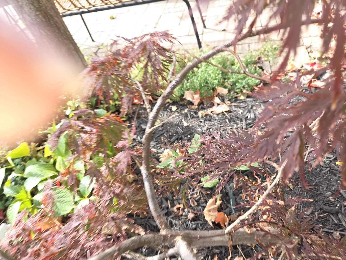 Red Japanese Maple Tree - photo 5