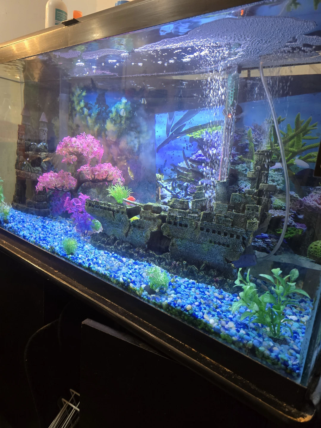 fish tank aquarium