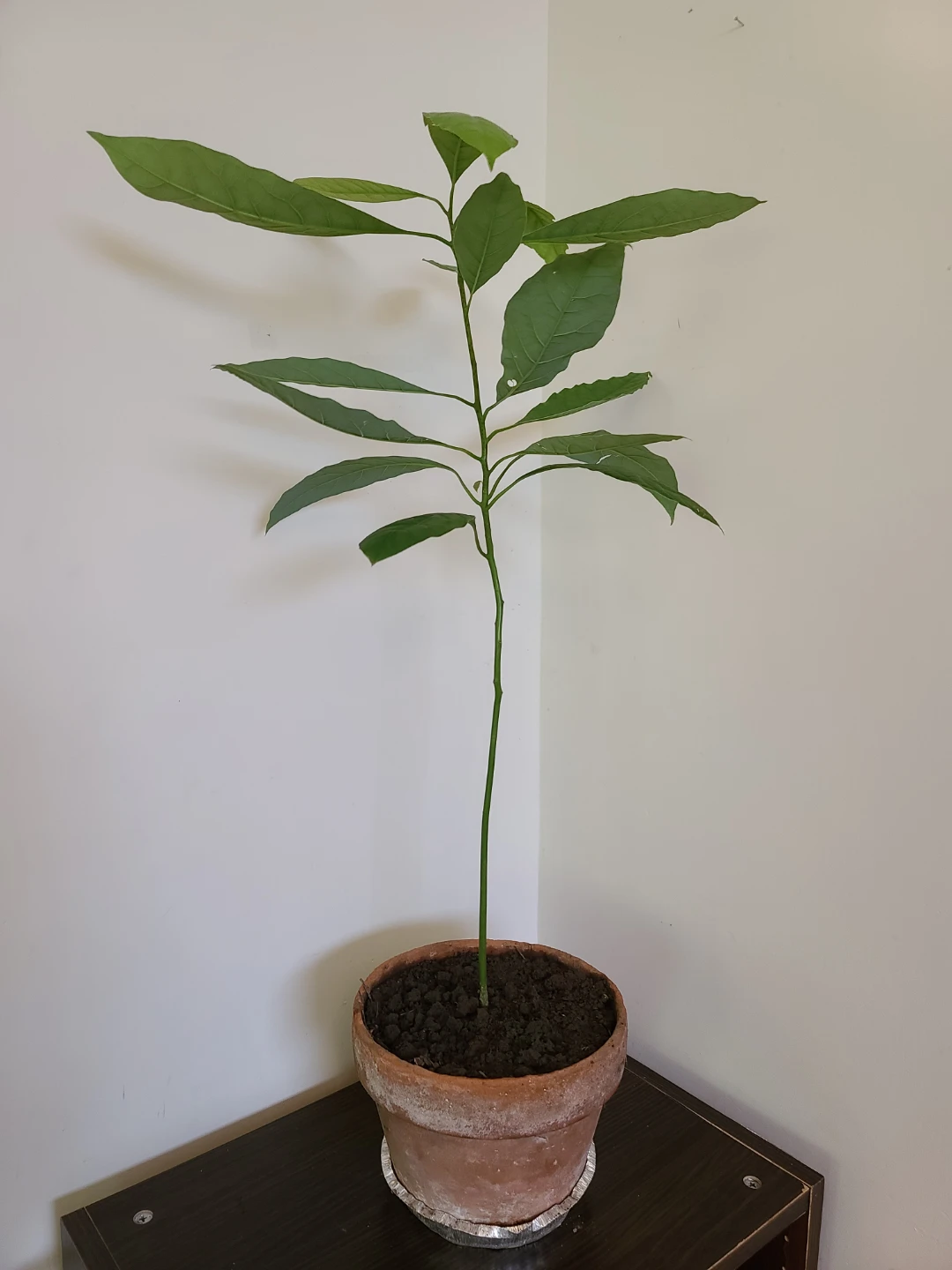 Healthy Home-Grown Avocado Tree Seedling in Terracotta Pot - photo 2