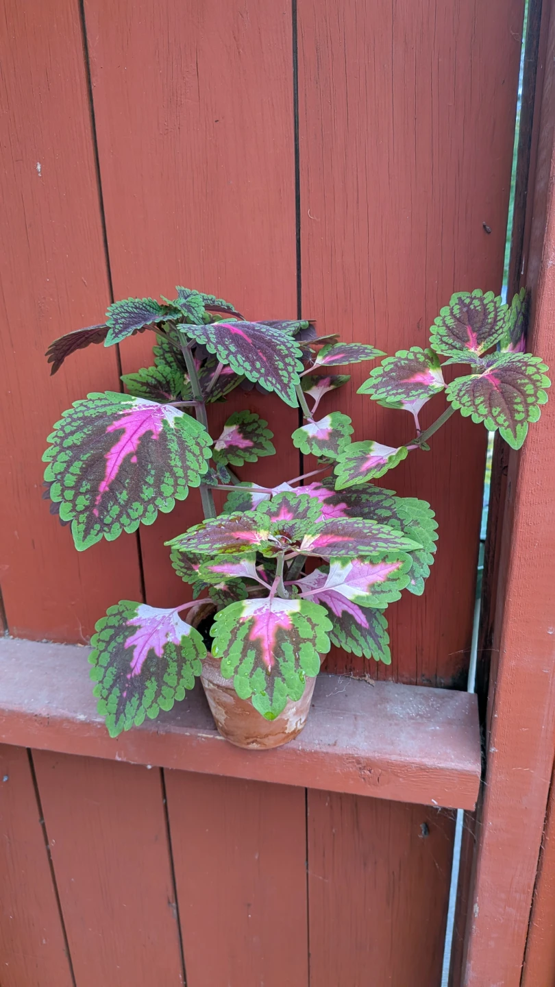 Coleus pink & green
