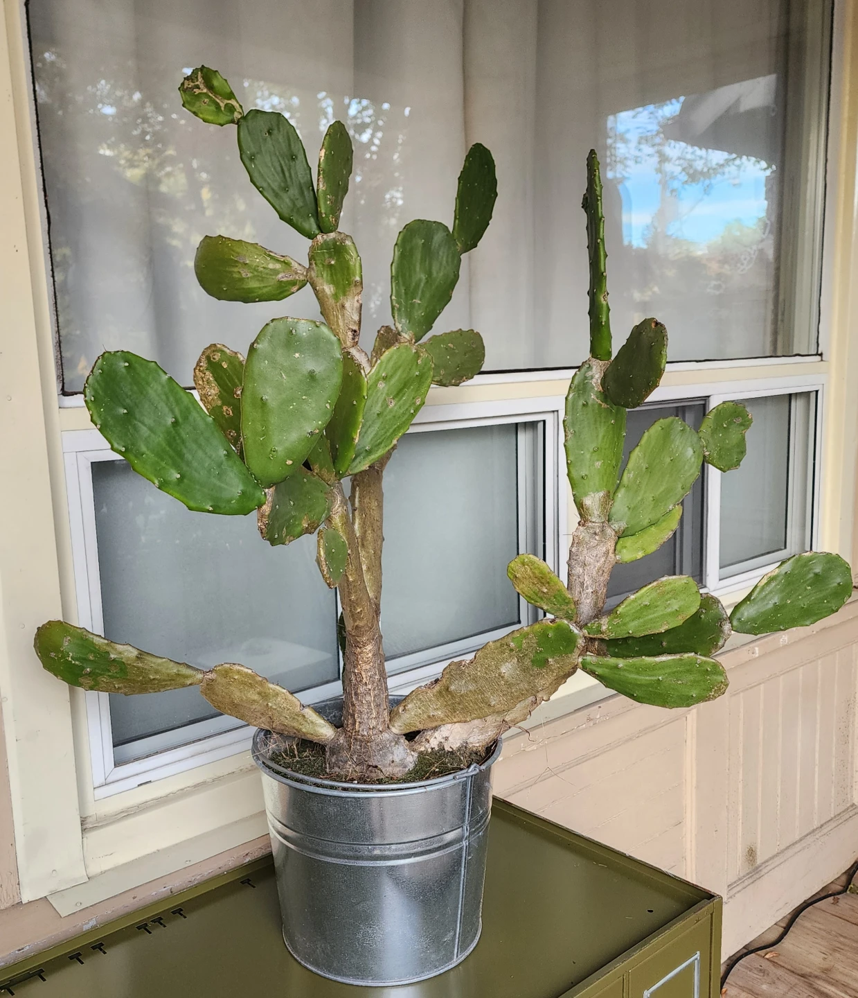 Large Prickly Pear Cactus in Metal Pot - photo 4
