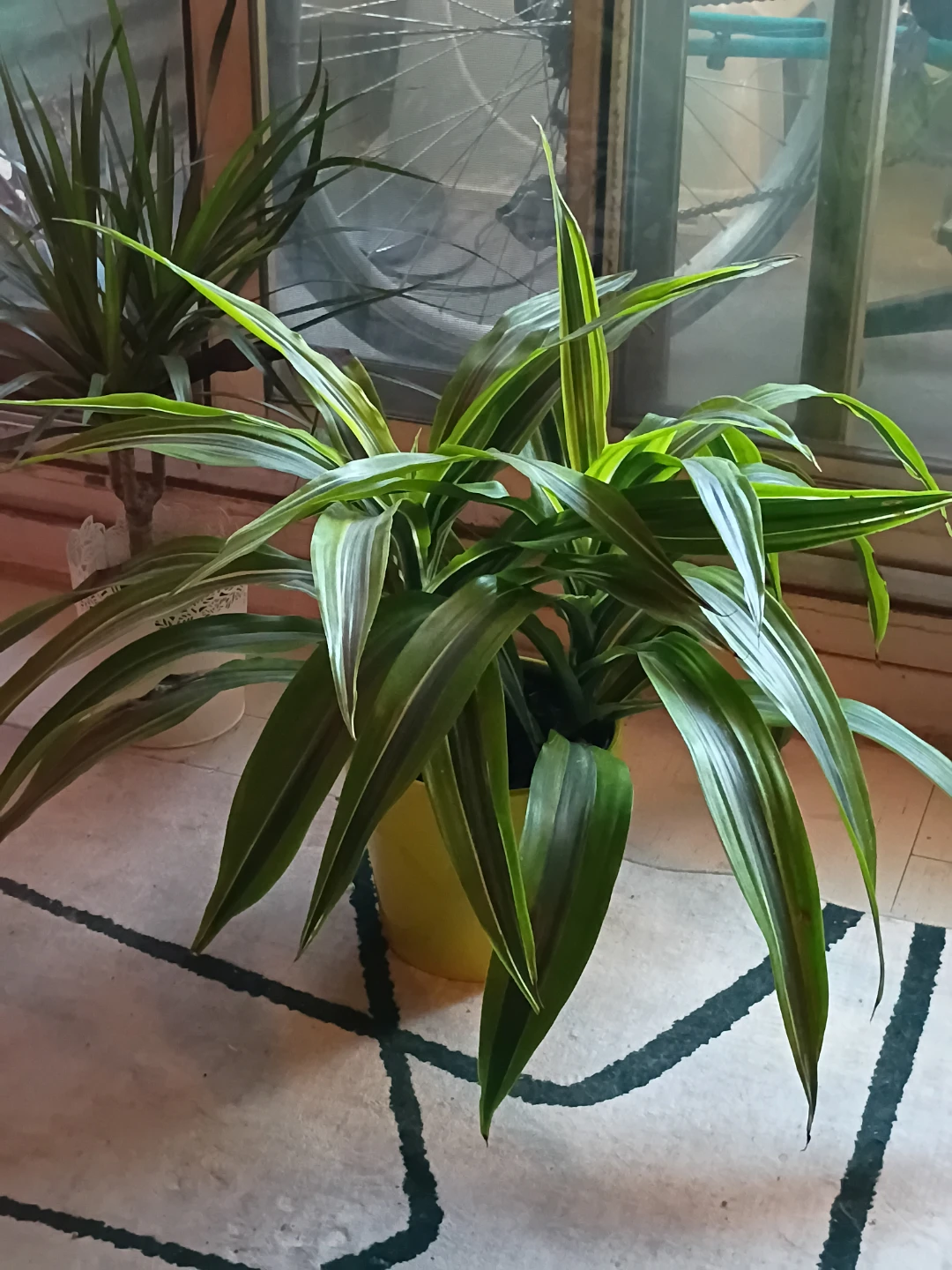 Dracaena Lemon Lime Plant