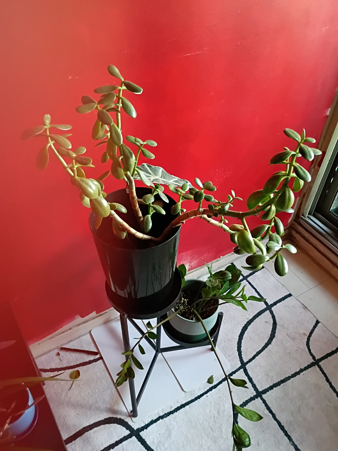 Jade plant and indoor plants with stand